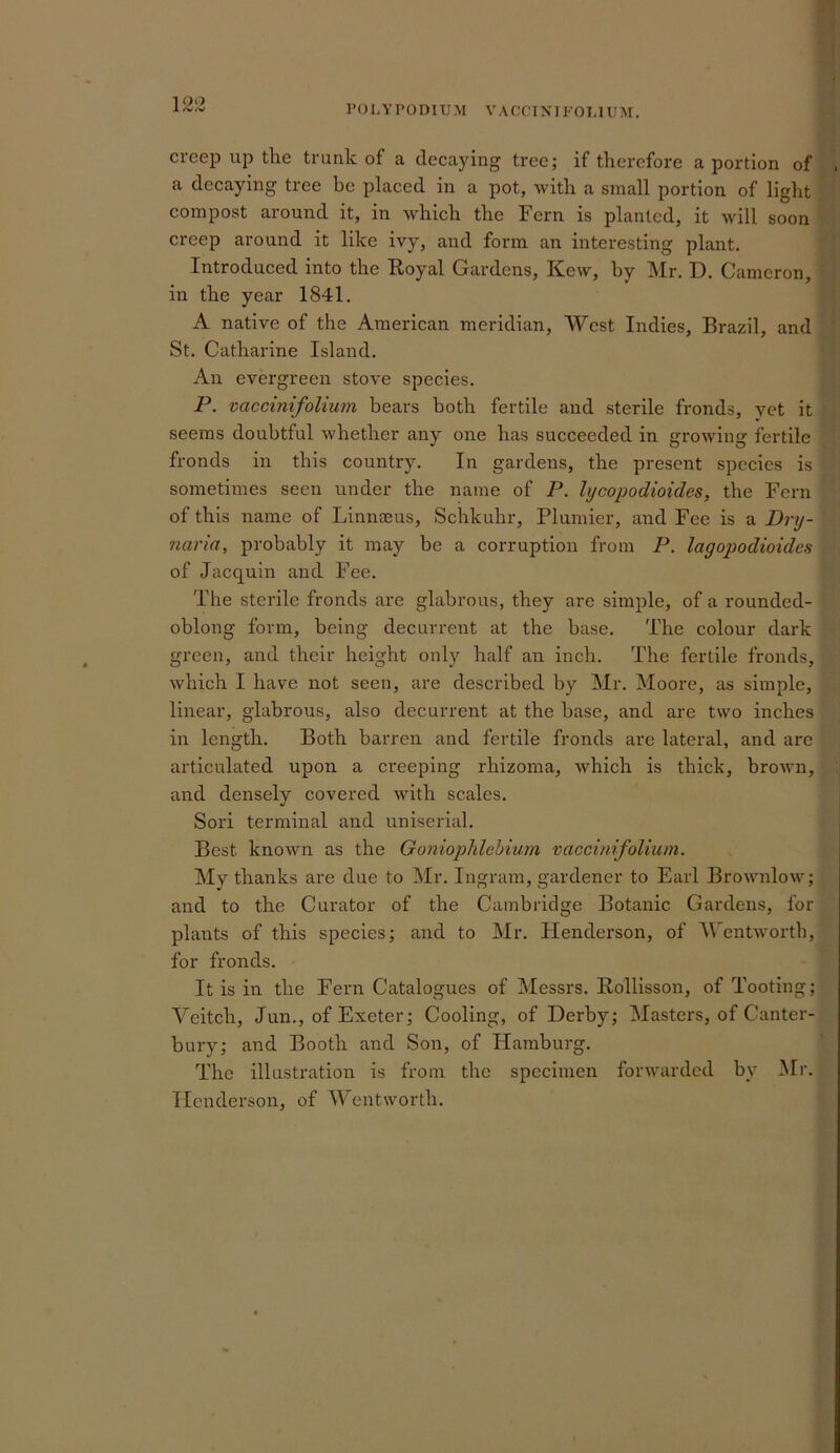 1 OO creep up the trunk of a decaying tree; if therefore a portion of , a decaying tree be placed in a pot, with a small portion of light compost around it, in which the Fern is planted, it will soon creep around it like ivy, and form an interesting plant. Introduced into the Royal Gardens, Kew, by Mr. D. Cameron, in the year 1841. A native of the American meridian. West Indies, Brazil, and St. Catharine Island. An evergreen stove species. P. vaccinifolium bears both fertile and sterile fronds, yet it seems doubtful whether any one has succeeded in growing fertile fronds in this country. In gardens, the present species is sometimes seen under the name of P. lycopodioides, the Fern of this name of Linnaeus, Schkuhr, Plumier, and Fee is a Dry- nario, probably it may be a corruption from P. lagopodioides of Jacquin and Fee. The sterile fronds are glabrous, they are simple, of a rounded- oblong form, being decurrent at the base. The colour dark green, and their height only half an inch. The fertile fronds, which I have not seen, are described by Mr. Moore, as simple, linear, glabrous, also decurrent at the base, and are two inches in length. Both barren and fertile fronds are lateral, and are articulated upon a creeping rhizoma, which is thick, brown, and densely covered with scales. Sori terminal and uniserial. Best known as the Goniophlehivm vaccinifolium. My thanks are due to Mr. Ingram, gardener to Earl Brownlow; and to the Curator of the Cambridge Botanic Gardens, for plants of this species; and to Mr. Henderson, of M’entworth, for fronds. It is in the Fern Catalogues of Messrs. Rollisson, of Tooting; Veitch, Jun., of Exeter; Cooling, of Derby; Masters, of Canter- bury; and Booth and Son, of Hamburg. The illustration is from the specimen forwarded by ^Er. Henderson, of Wentworth.