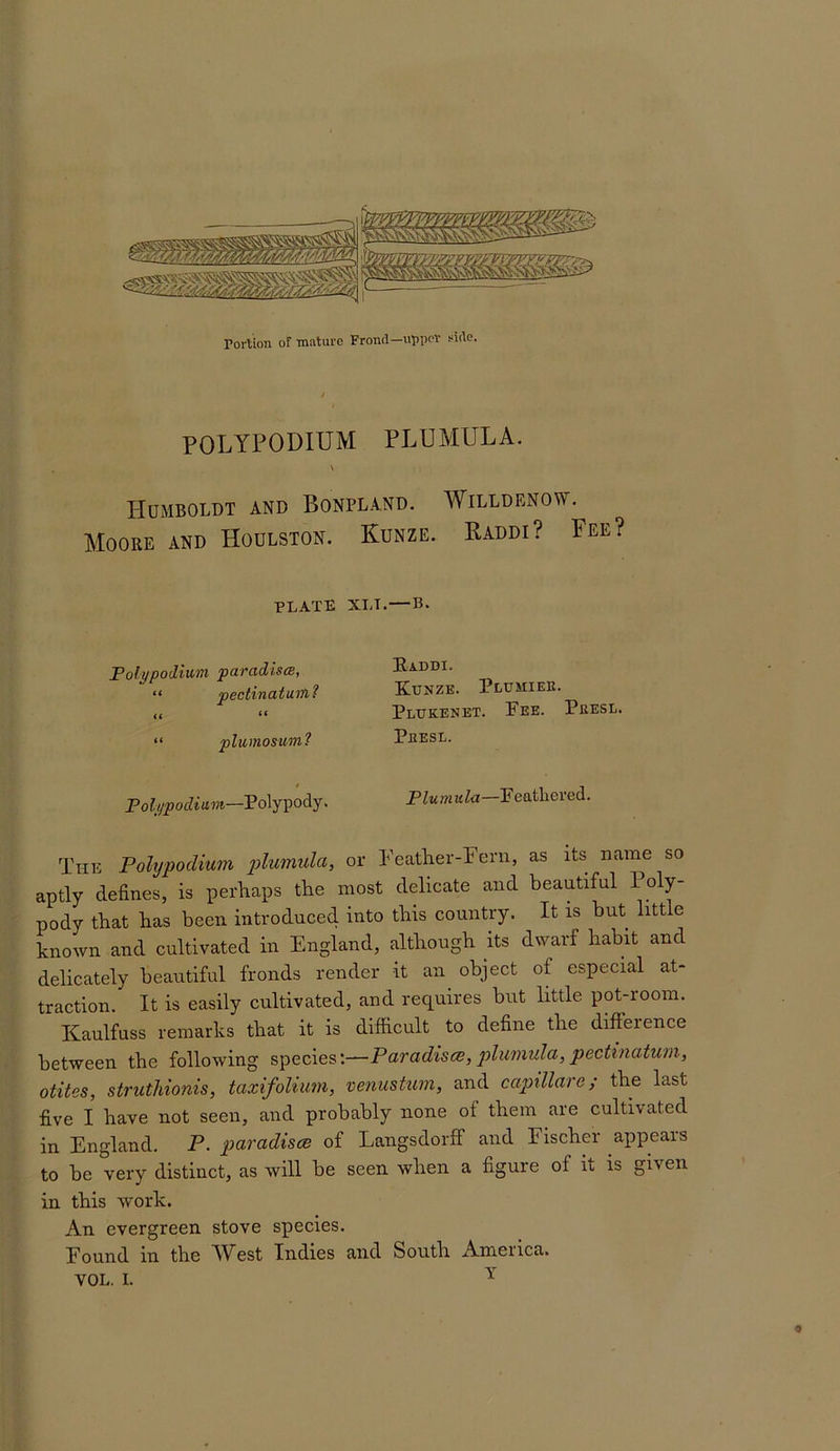 POLYPODIUM PLUMULA. \ I-IUMBOLDT AND BONPLAND. WiLLDENOW. Moore and Houlston. Kunze. Raddi? Fee? plate xlt.—b. Foli/podium paradises, “ pectinaturhl <( “ “ plumosuml Folppodiam—Polypody. The Polypodium plumula, or Peatlier-Feru, as its name so aptly defines, is perliaps the most delicate and beautiful Poly- pody that has been introduced into this country. It is but little known and cultivated in England, although its dwarf habit and delicately beautiful fronds render it an object of especial at- traction. It is easily cultivated, and requires but little pot-room. Kaulfuss remarks that it is difficult to define the difference between the following species*.—Paradism, plumula, pectinatunx, otites, struthionis, taxifolium, venustum, and capillarc; the last five I have not seen, and probably none of them are cultivated in England. P. paradises of Langsdorff and Fischer appears to be very distinct, as will be seen when a figure of it is given in this work. An evergreen stove species. Found in the West Indies and South America. VOL. 1. ^ Ea.ddi. Ettnze. Plumiek. PliUKENET. Pee. Pkesl. Peesl. Plumula—Peathered.