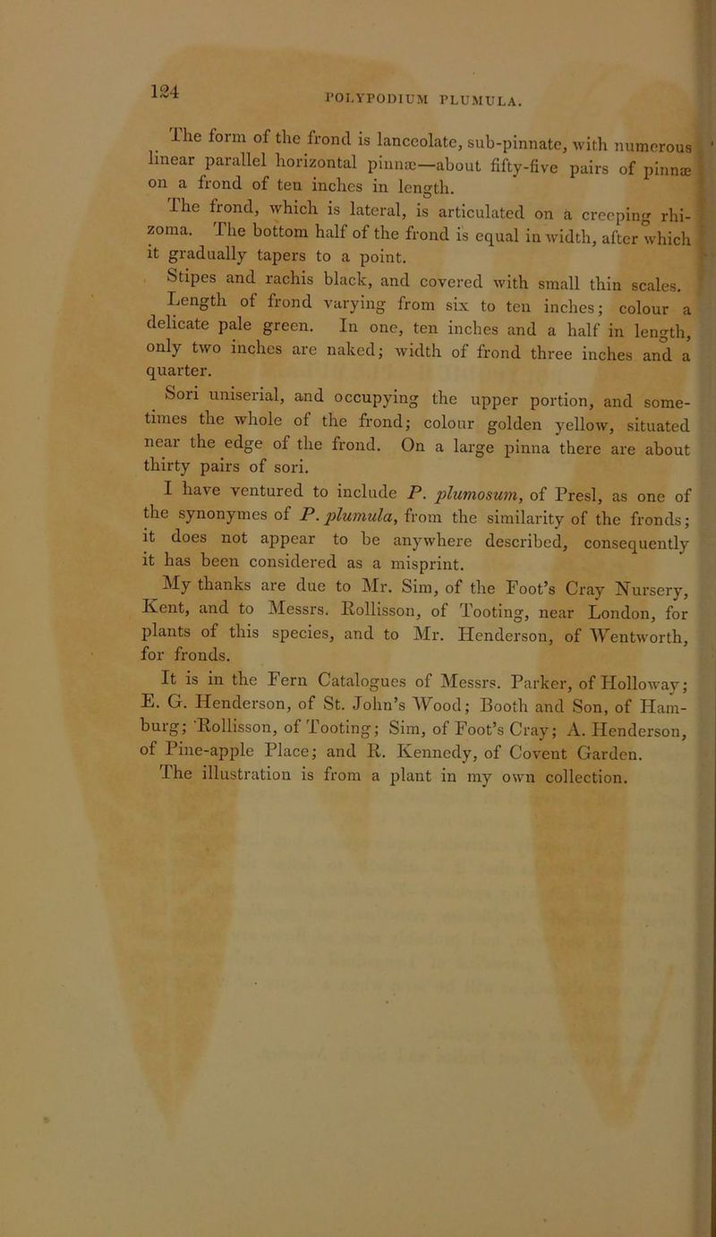 124 rOlATOmUM PLUMULA. ihe form of the frond is lanceolate, sub-pinnate, with numerous linear parallel horizontal piiinaj—about fifty-five pairs of pinnaj on a frond of ten inches in length. The frond, which is lateral, is articulated on a creeping rhi- zoma. The bottom half of the frond is equal in width, after which it gradually tapers to a point. Stipes and rachis black, and covered with small thin scales. Length of frond varying from six to ten inches; colour a delicate pale green. In one, ten inches and a half in length, only two inches are naked; Avidth of frond three inches and a quarter. Sori unisex’ial, and occupying the upper portion, and some- times the whole of the frond; colour golden yellow, situated near the edge of the frond. On a large pinna there are about thirty pairs of sori. I have ventured to include P. plumoswn, of Presl, as one of the synonymes of P. plumula, from the similarity of the fronds; it does not appear to be anywhere described, consequently it has been considered as a misprint. My thanks are due to Mr. Sim, of the Foot’s Cray Nursery, Kent, and to Messrs. Kollisson, of Tooting, near London, for plants of this species, and to Mr. Henderson, of Wentworth, for fronds. It is in the Fern Catalogues of Messrs. Parker, of Holloway; E. G. Henderson, of St. John’s Wood; Booth and Son, of Ham- burg; ‘Eollisson, of Tooting; Sim, of Foot’s Cray; A. Henderson, of Pine-apple Place; and R. Kennedy, of CoA'ent Garden.