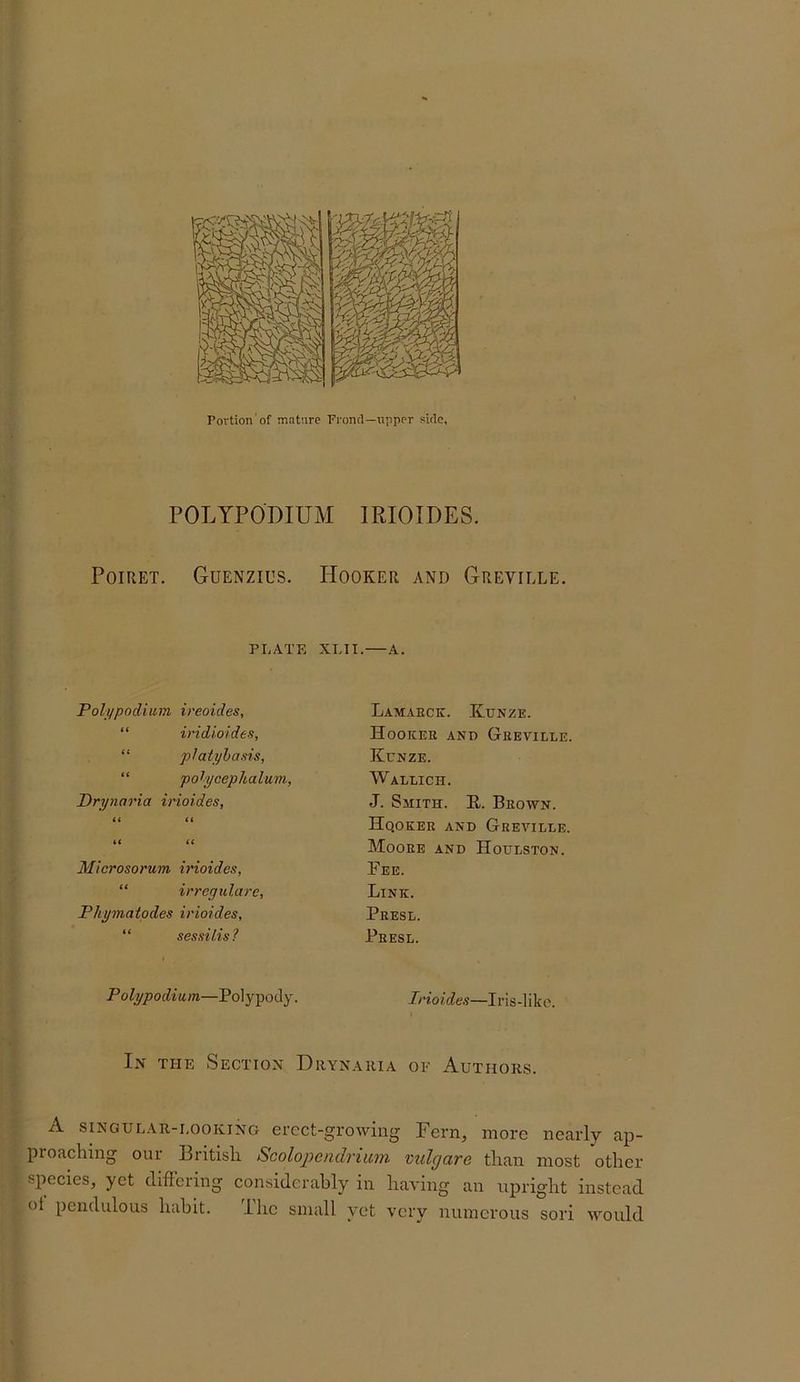 Povtion'of mature Frond—upper side. POLYPODIUM lEIOIDES. POIRET. GuENZIUS. HoOKER AND GrEVILLE. PLATE XLII. A. Polypndium ireoides, “ iridioides, “ platyhasis, “ pol'ijcephalum, Prynaria irioides, <( (( (( it Microsorum irioides, “ irrcyulare, PJiymatpdes irioides, “ sessilis? Polypodium—Polypody. Lamabck. Kunze. Hookee and Geeville. Kenze. Wallich. J. Smith. E. Beown. Hqokee and Geeville. Mooee and Hoijlston. Pee. Link. Peesl. Peesl. Irioides—Iris-liko. In the Section Drynakia oe Authors. A SINGULAR-LOOKING ercct-gi'owing Fern, more nearly ap- proaching our British Scolopendrium vulgare than most other species, yet differing considerably in having an upright instead ot pendulous habit. The small yet very numerous sori would