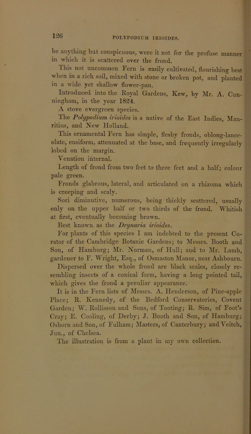 12G rOLYPOmUM IRIOIUES. be anything but conspicuous, were it not for the profuse manner in which it is scattered over the frond. riiis not uncommon Fern is easily cultivated, flourishing best when in a rich soil, mixed with stone or broken pot, and planted in a wide yet shallow flower-pan. Introduced into the Royal Gardens, Kew, by Mr. A. Cun- ningham, in the year 1824. A stove evergreen species. The Polypodiicm irioicles is a native of the East Indies, Mau- ritius, and New Holland. This ornamental Fern has simple, fleshy fronds, oblong-lance- olate, ensiform, attenuated at the base, and frequently irregularly lobed on the margin. Venation internal. Length of frond from two feet to three feet and a half; colour pale green. Fronds glabrous, lateral, and articulated on a rhizoma which is creeping and scaly. Sori diminutive, numerous, being thickly scattered, usually only on the upper half or two thirds of the frond. Whitish at first, eventually becoming brown. Best known as the Drijnaria irioides. For plants of this species I am indebted to the present Cu- rator of the Cambridge Botanic Gardens; to Messrs. Booth and Son, of Hamburg; Mr. Norman, of Hull; and to Mr. Lamb, gardener to F. Wright, Esq., of Osmaston Manor, near Ashbourn. Dispersed over the whole frond are black scales, closely re- sembling insects of a conical form, having a long pointed tad, which gives the frond a peculiar appearance. It is in the Fern lists of Messrs. A. Henderson, of Pine-apple Place; R. Kennedy, of the Bedford Conservatories, Covent Garden; AF. Rollisson and Sons, of Tooting; R. Sim, of Foot’s Cray; E. Cooling, of Derby; J. Booth and Son, of Hamburg; Osborn and Son, of Fulham; Masters, of Canterhury; andVeitch, Jim., of Chelsea. The illustration is from a plant in my own collection.