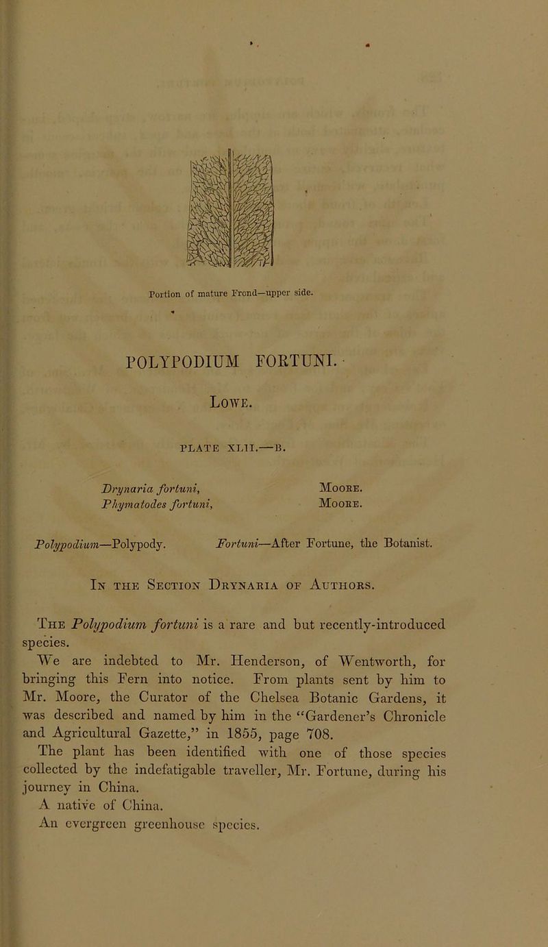 rOLlTODIUM FORTUNI. Lowe. PLATE XLII. P. Drynaria forluni, Phypiatodes fortuni, Mooee. Mooee. Polypodium—Polypody. Fortuni—After Portune, the Botanist. In the Section Drynaria of Authors. The Polypodium fortuni is a rare and but recently-introduced species. AV e are indebted to Mr. Henderson, of Wentwortb, for bringing this Fern into notice. From plants sent by him to Mr. Moore, the Curator of the Chelsea Botanic Gardens, it was described and named by him in the ‘'Gardener’s Chronicle and Agricultural Gazette,” in 1855, page 708. The plant has been identified with one of those species collected by the indefatigable traveller, Mr. Fortune, during his journey in China. A native of China. An evergreen greenhouse species.