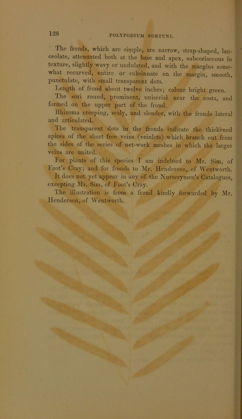 128 POLYPODIUM FORTUNI. The fronds, which arc simple, are narrow, strap-shaped, lan- ceolate, attenuated both at the base and apex, subcoriaceous in texture, slightly wavy or undulated, and with the margins some- what recurved, entire or subsinnate on the margin, smooth, punctulate, with small transparent dots. Length of frond about twelve inches; colour bright green. The sori round, prominent, uniserial near the costa, and formed on the upper part of the frond. Rhizoma creeping, scaly, and slender, with the fronds lateral and articulated. The transparent dots in the fronds indicate the thickened apices of the short free veins (veinlets) which branch out from the sides of the series of net-work meshes in which the larger veins are united. For plants of this species I am indebted to Mr. Sim, of Foot’s Cray; and for fronds to Mr. Henderson, of Wentworth. It does not yet appear in any of the Nurserymen’s Catalogues, excepting Mr. Sim, of Foot’s Cray. The illustration is from a frond kindly forwarded by Mr. Henderson, of AFentworth.