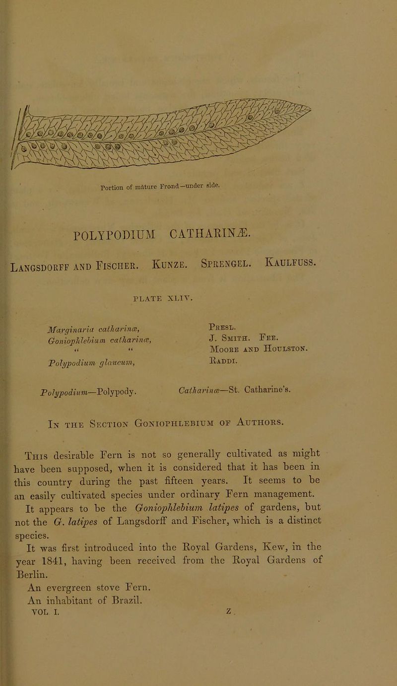 POLYPODIUM CATHAKIN^. Langsdorff and Fischer. Kunze. Sprengel. Kaulfuss. PLATE XLIV. ]\Tarqinaria catlia,rints, Goniophlehium caf.harinm, it “ Polppodiuni glaucum, Polypody. Presl. J. Smith. Fee. Moore and Houlston. Eaddi. Caiharinm—Sfc. Catharine’s. In the Section Goniophlebium of Authors. This desirable Fern is not so generally cultivated as might have been supposed, when it is considered that it has been in this country during the past fifteen years. It seems to be an easily cultivated species under ordinary Fern management. It appears to be the Goniophlebium latipes of gardens, but not the G. latipes of LangsdorfF and Fischer, which is a distinct species. It was first introduced into the Royal Gardens, Ivew, in the year 1841, having been received from the Royal Gardens of [I Rerlin. An evergreen stove Fern. An inhabitant of Brazil, r . A’OL I. .y Z