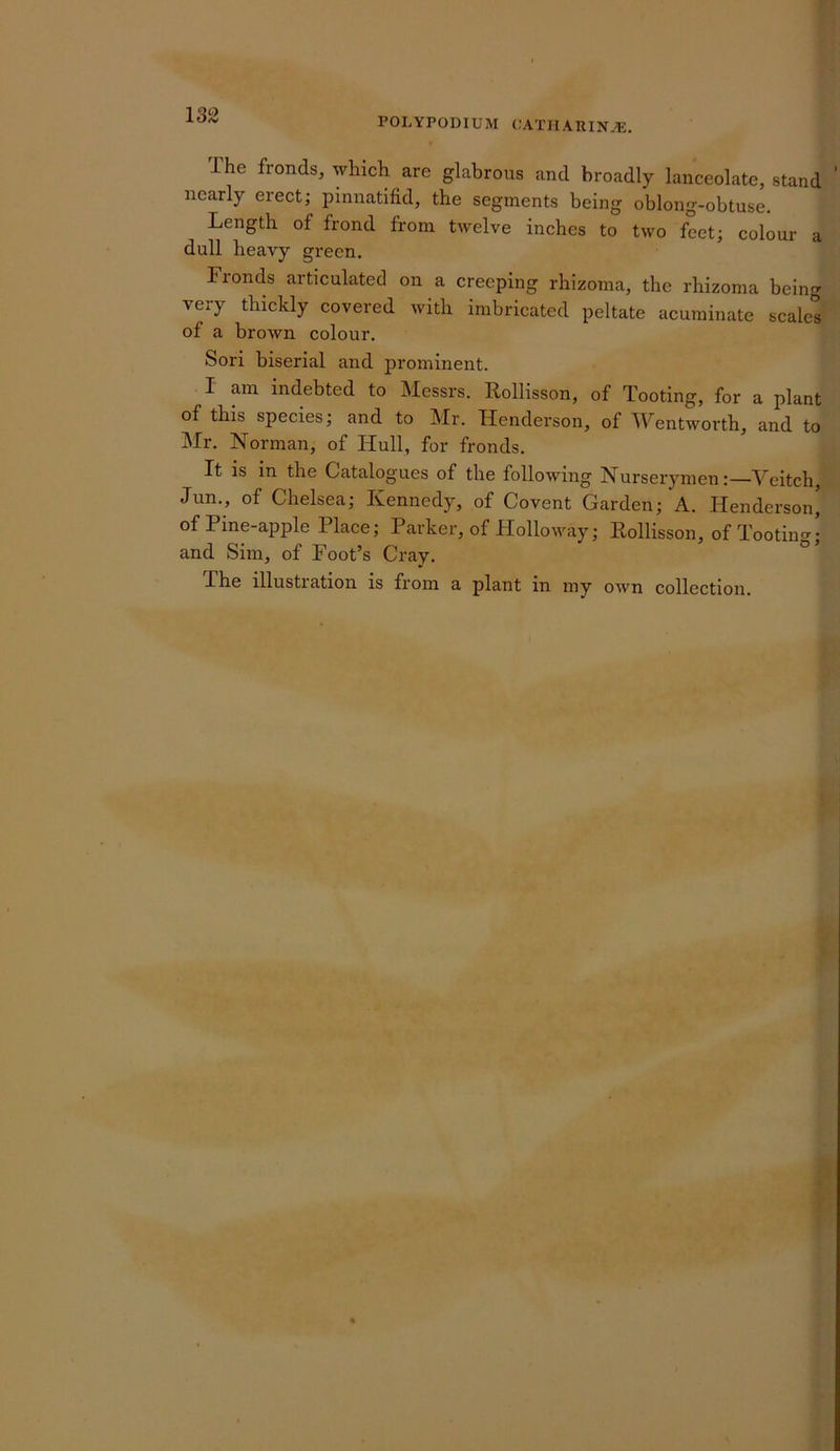 132 POLYPODIUM OATIIARIN.®, The fronds, which are glabrous and broadly lanceolate, stand nearly erect; pinnatifid, the segments being oblong-obtuse. Length of frond from twelve inches to two feet; colour a dull heavy green. Fronds articulated on a creeping rhizoma, the rhizoma being very thickly covered with imbricated peltate acuminate scales of a brown colour. Sori biserial and prominent. I am indebted to Messrs. Rollisson, of Tooting, for a plant of this species; and to Mr. Henderson, of Wentworth, and to Mr. Norman, of Hull, for fronds. It is in the Catalogues of the following Nurserymen;—Veitch Jun., of Chelsea; Kennedy, of Covent Garden; A. Henderson' of Pine-apple Place; Parker, of Holloway; Rollisson, of Tootin<r- and Sim, of Foot’s Cray.