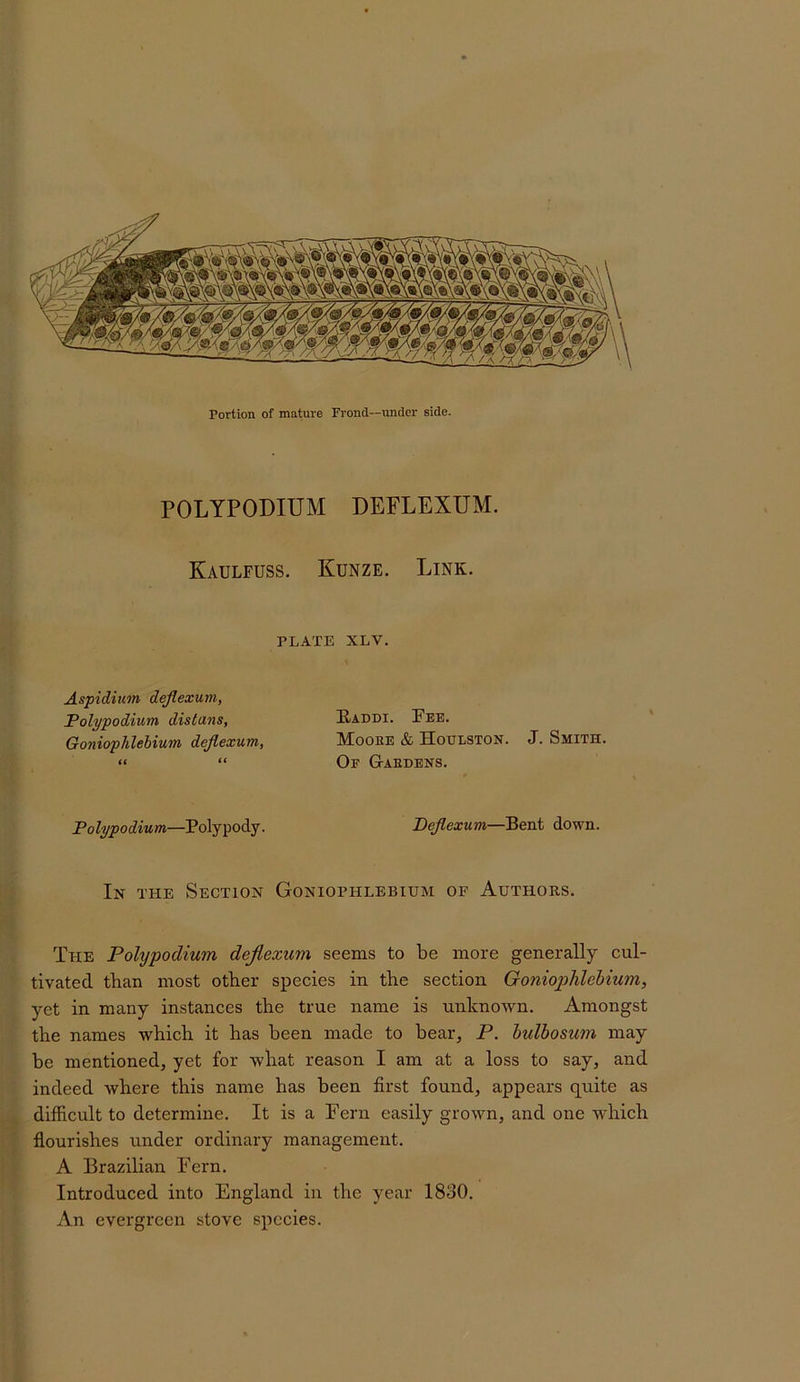 POLYPODIUM DEFLEXUM. Kaulfuss. Kunze. Link. PLATE XLV. Aspidium dejlexuni, Polypodium distans, Goniophlehium dejlexum, tt “ Baddi. Fee. Moohe & Houlston. J. Smith. Of Gardens. Polypodium—Polypody. Dejlexum—Bent down. In the Section Goniophlebium of Authors. The Polypodium dejlexum seems to be more generally cul- tivated than most other species in the section Goniophlebium, yet in many instances the true name is unknown. Amongst the names which it has been made to bear, P. hulbosum may be mentioned, yet for what reason I am at a loss to say, and indeed where this name has been first found, appears quite as difficult to determine. It is a Fern easily grown, and one which flourishes under ordinary management. A Brazilian Fern. Introduced into England in the year 1830. An evergreen stove species.