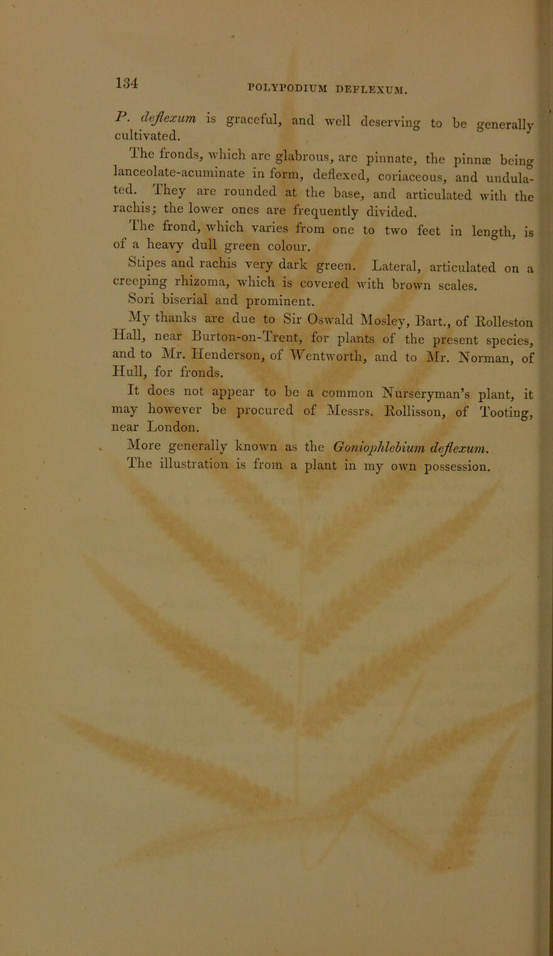 134 POLYPODIUM DEFLEXUM, I. dejlexum is gracetul, and well deserving to be generally cultivated. Ihe fionds, wliich are glabrous, are pinnate, tbe pinnae being lanceolate-acuminate in form, deflexed, coriaceous, and undula- ted. They are rounded at the base, and articulated with the rachis; the lower ones are frequently divided. The frond, which vaides from one to two feet in length, is of a heavy dull green colour. Stipes and rachis very dark green. Lateral, articulated on a creeping rhizoma, which is covered with brown scales. Sori biserial and prominent. My thanks are due to Sir Oswald Mosley, Bart., of Rolleston Hall, near Burton-on-Trent, for plants of the present species, and to Mr. Henderson, of Wentworth, and to Mr. Norman, of Hull, for fronds. It does not ajipear to be a common Nurseryman’s plant, it may however be procured of Messrs. Eollisson, of Tooting, near London. More generally known as the Goniophlebium dejiexum. The illustration is from a plant in my own possession.