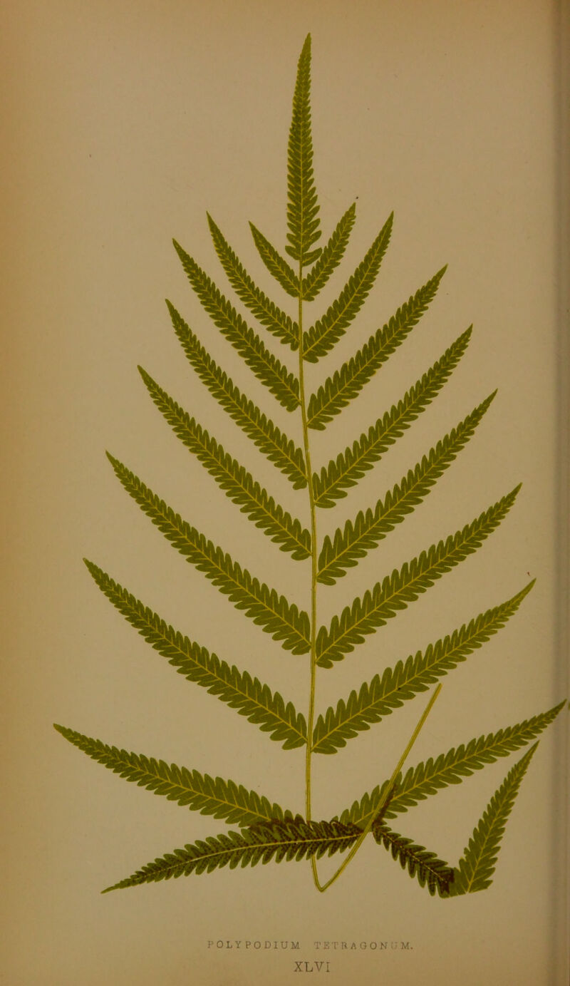 POLYPODIUM TETRAGONUM.