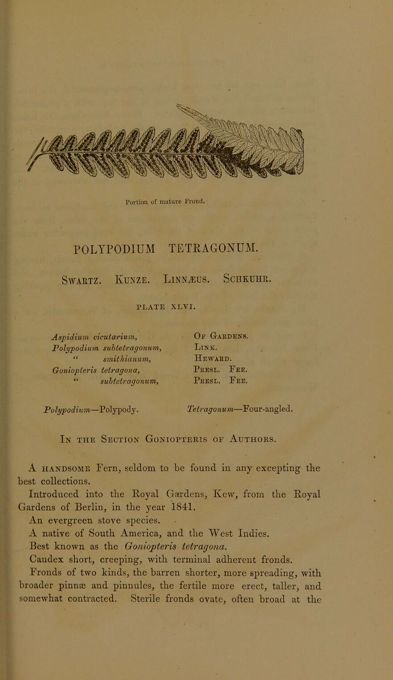 Portion of mature Frond, POLYPODIUM TETPAGONUM. SwAKTZ. Kunze. Linn^us. Schkuhr. PLATE XLVI. Aspidium cicutarium, Polppodium suhtetragonum, “ smitliianum, Goniopieris tetragona, “ suhtetragonum; Polypodium—Polypody. Of Gardens. Link. Hewaed. Peesl. Pee. PeesIi. Pee. Teiragonum—Pour-angled. In the Section Gonioptebis of Authoks. A HANDSOME Pern, seldom to be found in any excepting tbe best collections. Introduced into the Poyal Gardens, Ivew, from the E-oyal Gardens of Berlin, in the year 1841. An evergreen stove species. A native of South America, and the 'VYest Indies. Best known as the Goniopieris tetragona. Caudex short, creeping, with terminal adherent fronds. Fronds of two kinds, the barren shorter, more spreading, with broader pinna3 and pinnules, the fertile more erect, taller, and somewhat contracted. Sterile fronds ovate, often broad at the