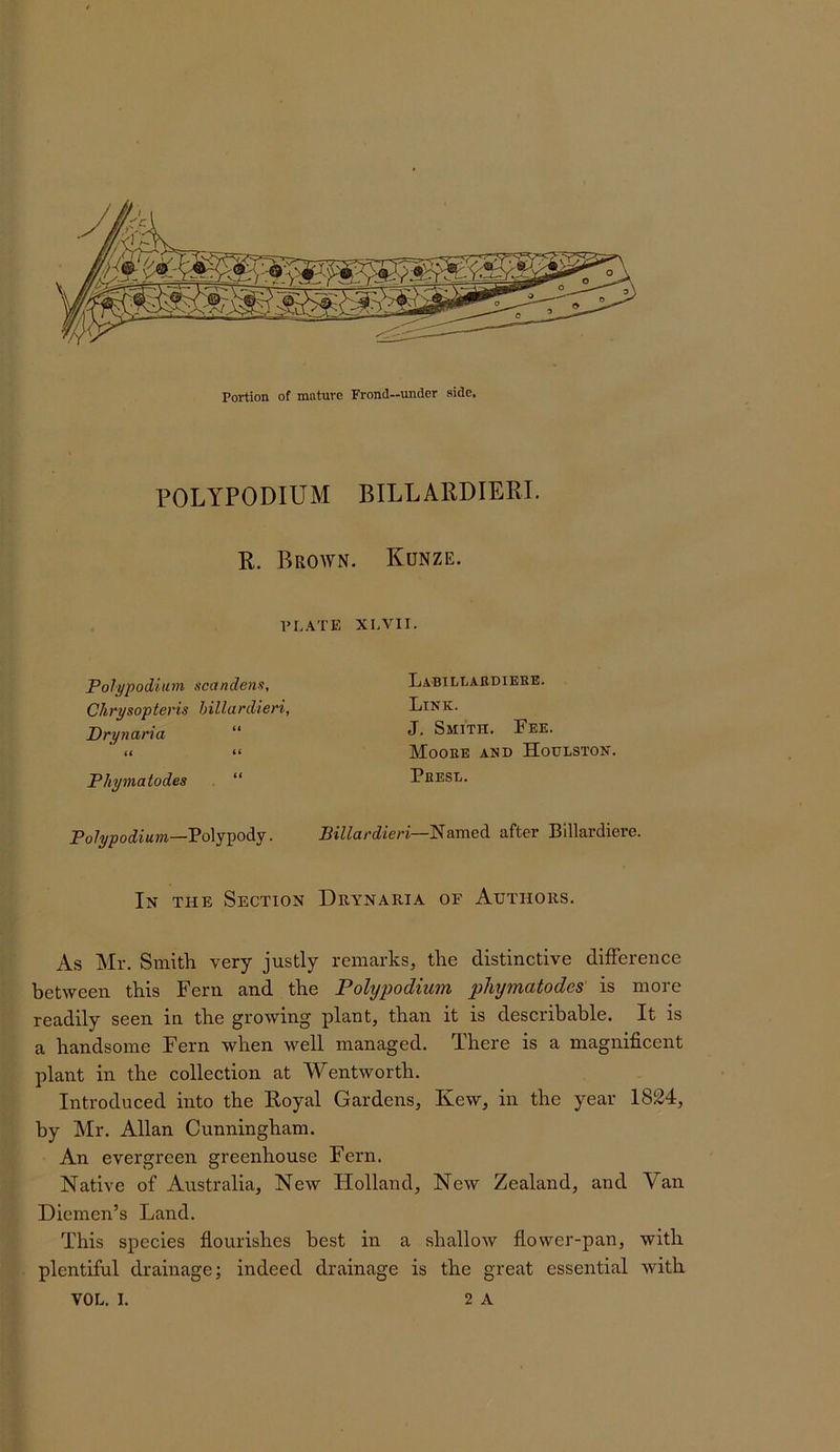 o Portion of mature Prond—under side. POLYPODIUM BILLARDIERI. R. Brown. Kunze. PI.ATE XLVII. Polypodium scandens, Clirysop ter is hilla rdieri, Drynaria “ K “ Phymatodes “ Labillabdieee. Link. J. Smith. Fee. Mooee anb Houlston. Peesl. Polypodium—PolYpody. Billardieri—'Named after Billardiere. In the Section Drynaria of Authors. As Mr. Smith very justly remarks, the distinctive difference between this Fern and the Polypodium phymatodes' is more readily seen in the growing plant, than it is describable. It is a handsome Fern when well managed. There is a magnificent plant in the collection at Wentworth. Introduced into the Royal Gardens, Kew, in the year 1824, by Air. Allan Cunningham. An evergreen greenhouse Fern. Native of Australia, New Holland, New Zealand, and Van Diemen’s Land. This species flourishes best in a shallow flower-pan, with plentiful drainage; indeed drainage is the great essential with
