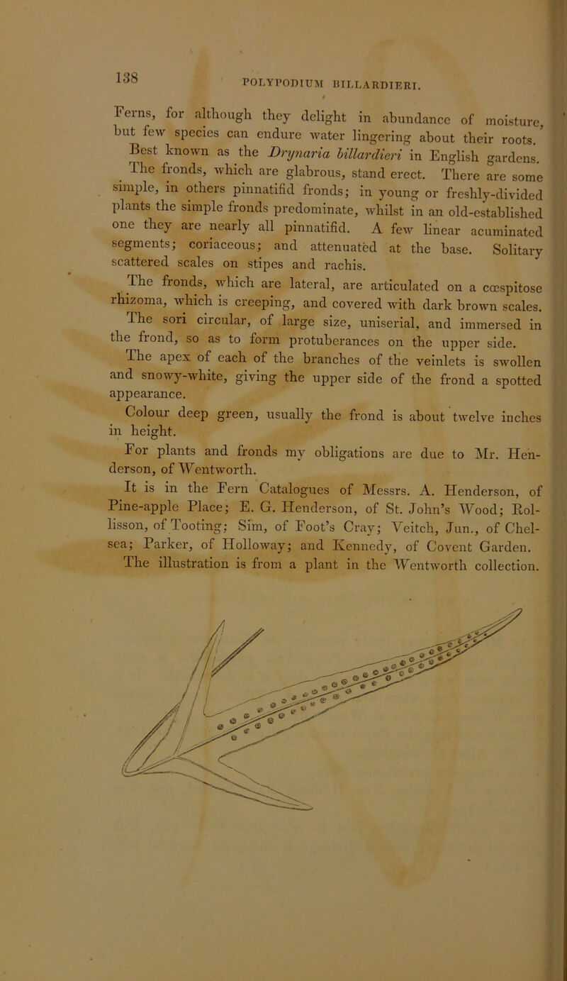 138 P0LY1’0DIU1\[ mi.LAKDIKRI. Ferns, for although they delight in abundance of moisture, hut few species can endure water lingering about their roots. Best known as the Drynaria hillardieri in English gardens, ^ The fronds, Avhich are glabrous, stand erect. There are some simple, in others pinnatifid fronds; in young or freshly-divided plants the simple fronds predominate, whilst in an old-established one they are nearly all pinnatifid. A few linear acuminated segments; coriaceous; and attenuated at the base. Solitaiy scattered scales on stipes and rachis. The fronds, which are lateral, are articulated on a coespitose rhizoma, which is creeping, and covered with dark brown scales. The sori circular, of large size, uniserial, and immersed in the frond, so as to form protuberances on the upper side. The apex of each of the branches of the veinlets is swollen and snowy-white, giving the upper side of the frond a spotted appearance. Colouz deep green, usually the frond is about twelve inches in height. For plants and fronds my obligations are due to ]\Ir. Hen- derson, of Wentworth. It is in the Fern Catalogues of Messrs. A. Henderson, of Pine-apple Place; E. G. Henderson, of St. John’s Wood; Rol- lisson, of Tooting; Sim, of Foot’s Cray; Veitch, Jun., of Chel- sea; Parker, of Holloway; and Kennedy, of Covent Garden. The illustration is from a plant in the Wentworth collection.