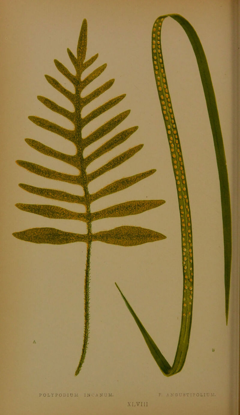 POLY PODIUM INC.'ANUM. F. A N GUST I FOLIUM. XI. VI11