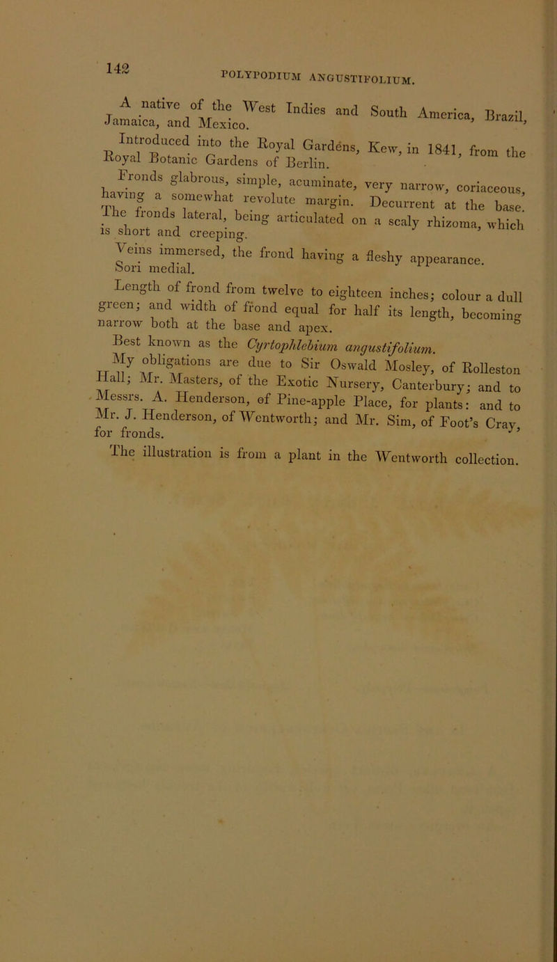 POLYPODIUM ANGUSTIFOLIUM. A native of the West Indies and South America, Brazil Jamaica, and Mexico, -e>iazii, Introdaced irdo the Eoyal Gardens, Kerv. in 1841, from the Koyal Botanic Gardens of Berlin. Fronds glabrons, simple, acnminate, very narrow, coriaceous having a somewhat revolute margin. Decurrent at the base! is short wl - on scaly rhizoma, which is snort and creeping. Veins immersed, the frond having a fleshy appearance, bon medial. Length of frond from twelve to eighteen inches; colour a dull green; and width of frond equal for half its length, becominv narrow both at the base and apex. Best known as the CijrtophleUum angustifoUum jy obligations are due to Sir Oswald Mosley, of Eolleston Hall; Mr. Masters, of the Exotic Nursery, Canterbury; and to • Messrs A. Henderson, of Pine-apple Place, for plants: and to Mr. J. Henderson, of Wentworth; and Mr. Sim, of Foot’s Cray for fronds. ^ ’