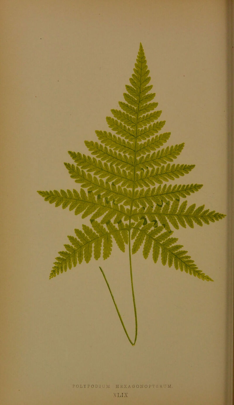 POLYPODJUM HKXAGONOPTBKUM, XLIX