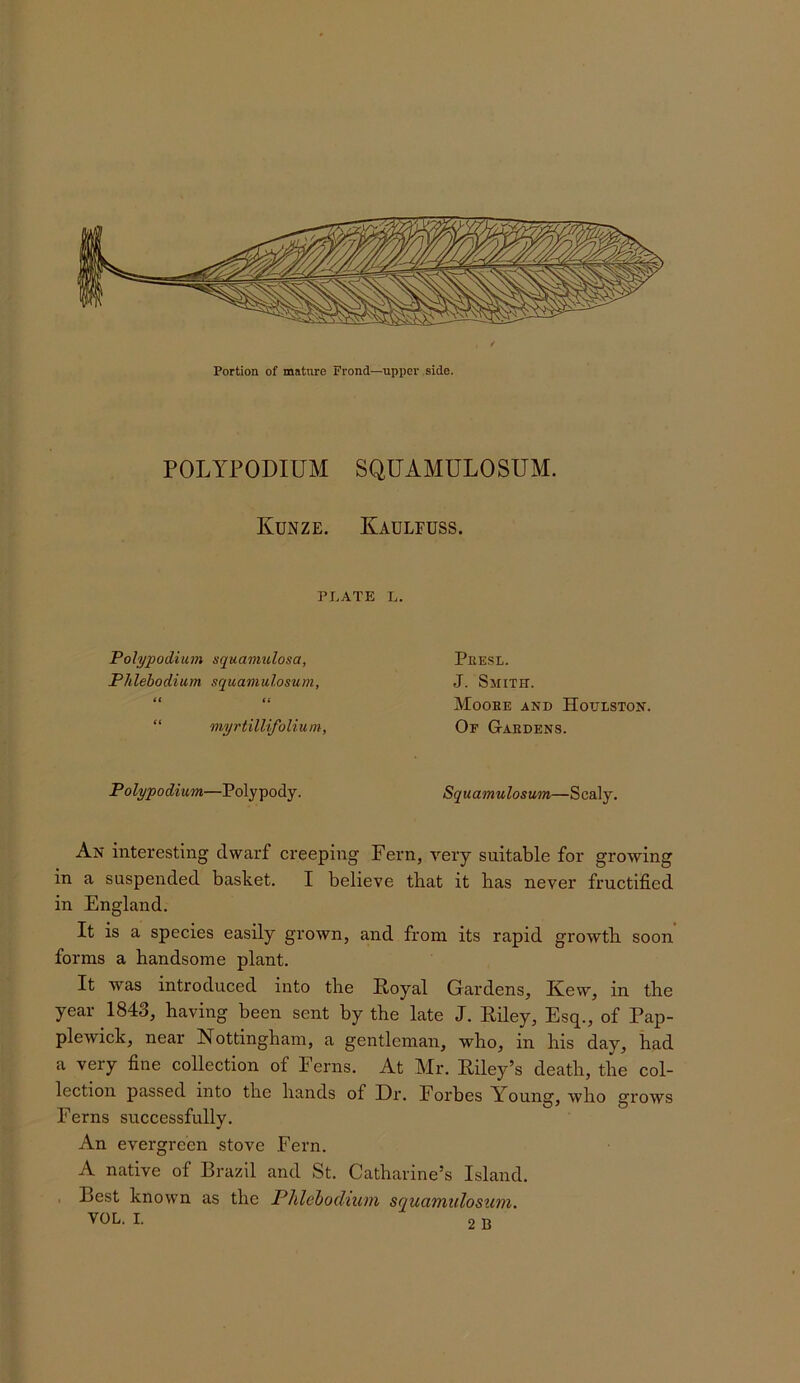 POLYPODIUM SQUAMULOSUM. Kunze. Kaulfuss. PLATE L. Polypodium squamulosa, Phlehodium squamulosum, if i( “ myrtillifolium. PUE.SL. J. Smith. Mooee and Houlston. Of Gaedens. Polypodium—Po\ypo(}Lj. Squamulosum—. An interesting dwarf creeping Fern, very suitable for growing in a suspended basket. I believe that it has never fructified in England. It is a species easily grown, and from its rapid growth soon forms a handsome plant. It was introduced into the Poyal Gardens, Kew, in the year 1843, having been sent by the late J. Eiley, Esq., of Pap- plewick, near Nottingham, a gentleman, who, in his day, had a very fine collection of Ferns. At Mr. Eiley’s death, the col- lection passed into the hands of Dr. Forbes Young, who grows Ferns successfully. An evergreen stove .Fern. A native of Brazil and St. Catharine’s Island. , Best known as the Phlehodium squamulosum. VOL. I. o n