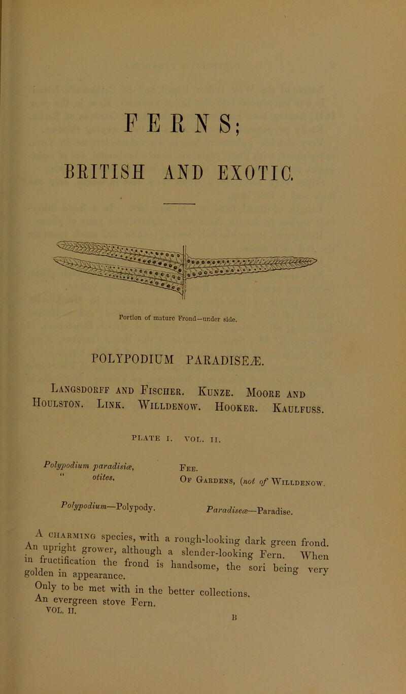 FERNS; BRITISH AND EXOTIC. Portion of mature Frond—under side. POLYPODIUM PARADISES. Langsdorff and Fischer. Kunze. Moore and Houlston. Link. Willdenow. PIooker. Kaulfuss. PLATE Poly podium paradisic, otites, Polypodium—Polypody. A charming species, with An upright grower, although in fructification the frond is golden in appearance. Only to be met with in the An evergreen stove Fern. VOL. IT. VOL. ir. Fee. Of Gardens, (not of Willdenow. P aradisea—Paradise. rough-looking dark green frond, a slender-looking Fern. When handsome, the sori being very better collections. is