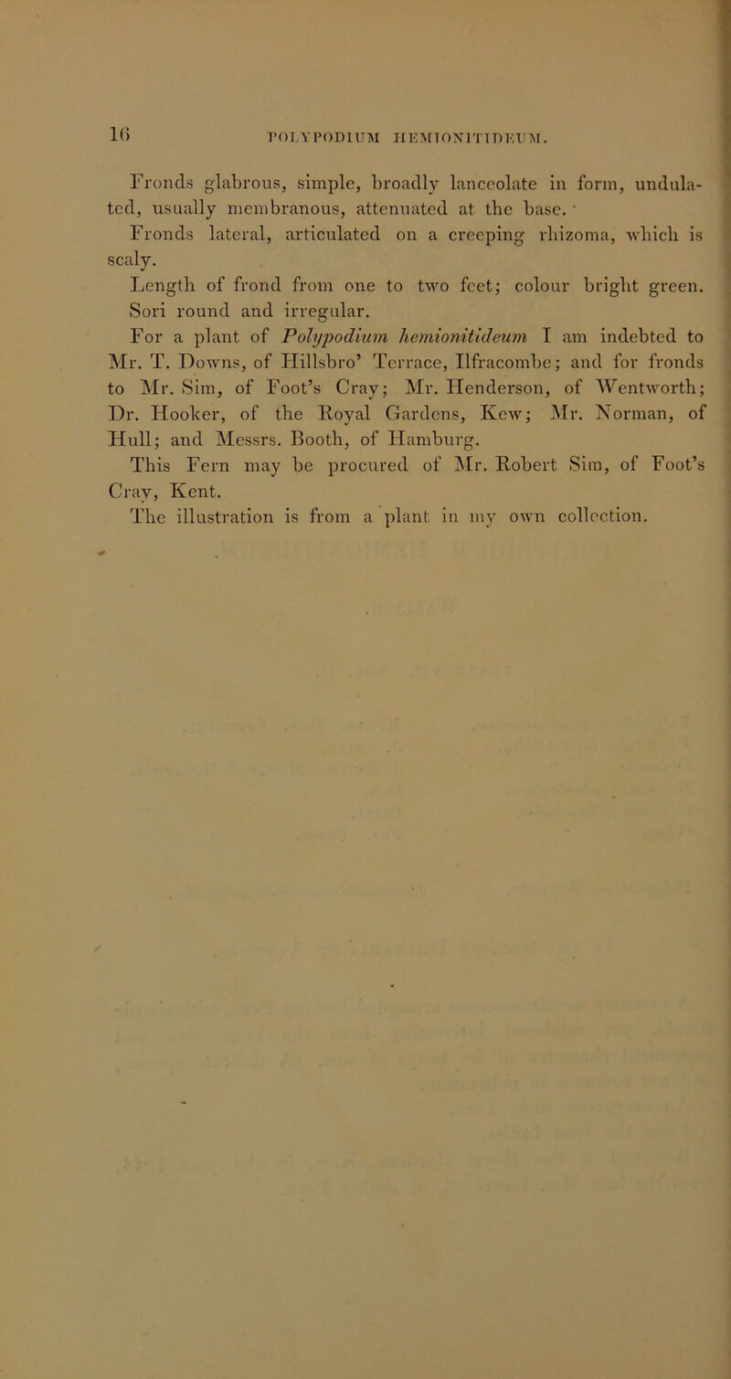 1(5 Fronds glabrous, simple, broadly lanceolate in form, undula- ted, usually membranous, attenuated at the base. • Fronds lateral, articulated on a creeping rhizoma, which is scaly. Length of frond from one to two feet; colour bright green. Sori round and irregular. For a plant of Polypodium liemionitideum I am indebted to Mr. T. Downs, of Hillsbro’ Terrace, Ilfracombe; and for fronds to Mr. Sim, of Foot’s Cray; Mr. Henderson, of Wentworth; Dr. Hooker, of the Royal Gardens, Kew; Mr. Norman, of Hull; and Messrs. Booth, of Hamburg. This Fern may be procured of Mr. Robert Sim, of Foot’s Cray, Kent. The illustration is from a plant in my own collection.