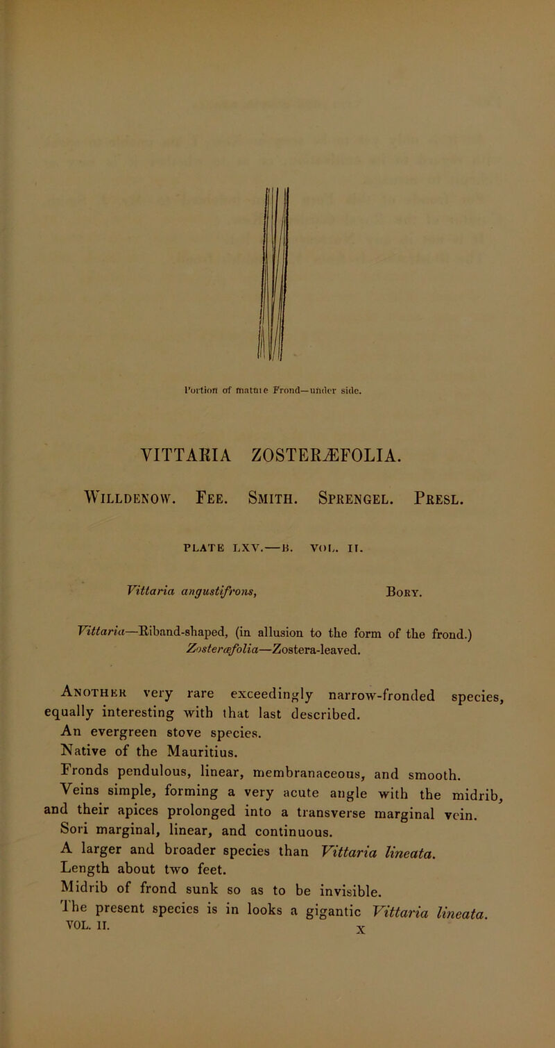 VITTARIA ZOSTERJEFOLIA. Willdekow. Fee. Smith. Sprengel. Presl. PLATE LXV. — H. VOL. II. Vittaria angustifrons, Bory. Vittaria—Riband-shaped, (in allusion to the form of the frond.) Zosteraefolia—Zostera-leaved. Another very rare exceedingly narrow-fronded species, equally interesting with that last described. An evergreen stove species. Native of the Mauritius. Fronds pendulous, linear, membranaceous, and smooth. Veins simple, forming a very acute angle with the midrib, and their apices prolonged into a transverse marginal vein. Sori marginal, linear, and continuous. A larger and broader species than Vittaria lineata. Length about two feet. Midrib of frond sunk so as to be invisible. The present species is in looks a gigantic Vittaria lineata.