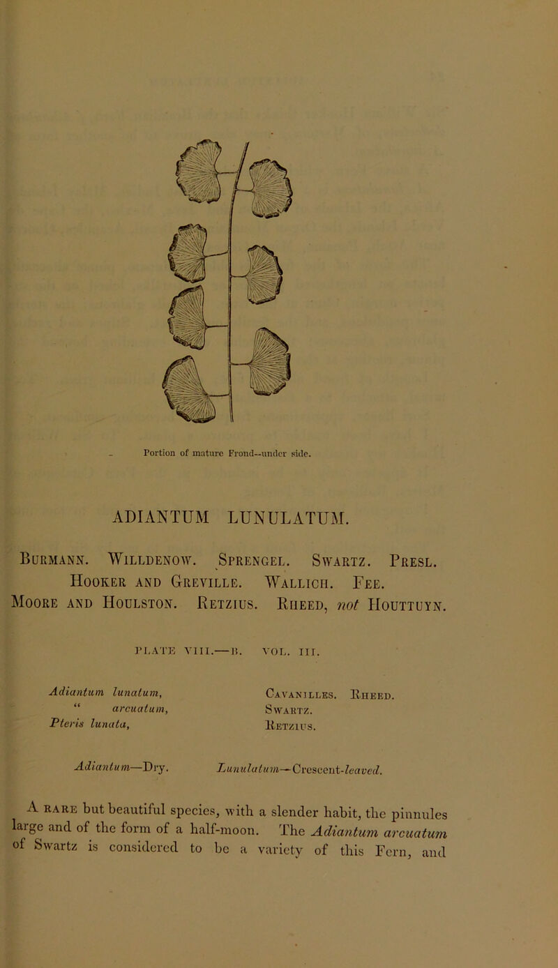 ADIANTUM LUNULATUM. BuRMANN. WlLLDENOAY. SpRENGEL, SwARTZ. PrESL. Hooker and Greville. Wallich. Fee. Moore and Hodlston. Retzius. Riieed, not Houttuyn. P1,.\TE VIII.— I?. VOL. III. Adiantum lunatum, “ arcuatum, Pteris lunata, Cavanilles. Eheed. SWAUTZ. Eetzics. Adiantum—Dry. Punulatum~^Q,rc^CQ\\i-lcaved. A RARE but beautiful species, with a slender habit, the pinnules large and of the form of a half-moon. The A.diantum arcuatum of Swartz is considered to be a variety of this Fern, and