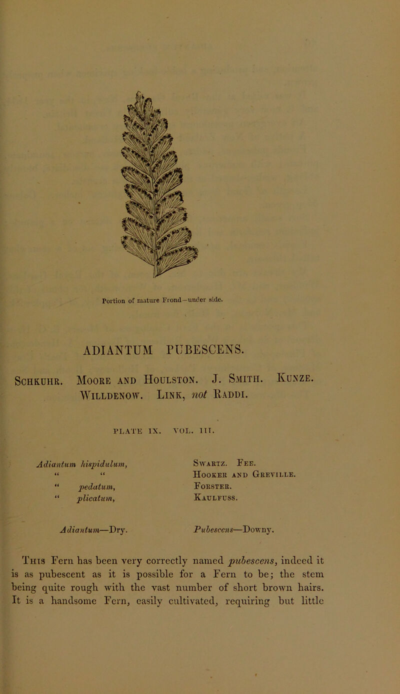 ADIANTUM rUBESCENS. ScHKUHR. Moore and Houlston. J. Smith. Kunze. WiLLDENOW. Link, not Radui. rLATTi IX. VOL. IIT. Adiantum hisjndulum, (( (( “ pedatum, “ plicatum. Swartz. Fee. Hooker and Greviele. Forster. Kaulfdss. A diantum—Dry. Puhesccns—Downy. This Fern has been very correctly named puhesccns, indeed it is as pubescent as it is possible for a Fern to be; the stem being quite rough with the vast number of short brown hairs. It is a handsome Fern, easily cultivated, requiring but little