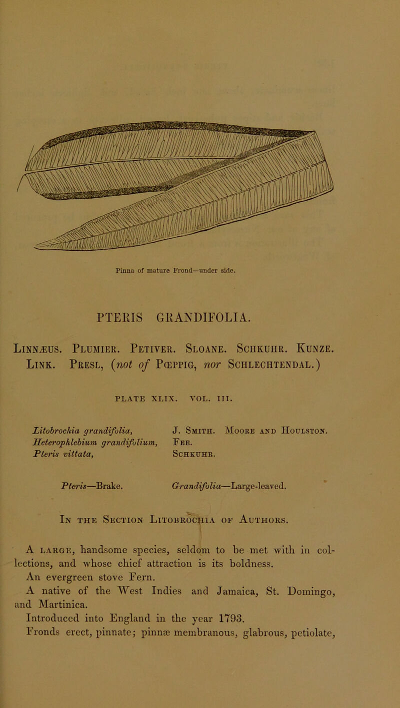 PTERIS GKANDIFOLIA. Linn^us. Plumier. Petiver. Sloane. Schkuhr. Kunze. Link. Presl, {not of Pieppig, nor Schlechtendal.) PLATE XLTX. VOL. III. litobrochia grandifulia, Heterophlebium grandifvtium, Ptens vittata, J. Smith. Moobe and Houlston. Fee. SCHKUHE. Pterls—Brake. Grandifolia—Large-leaved. In the Section LiTouRociifiiA of Authors. I A LARGE, handsome species, seldom to be met with in col- lections, and whose chief attraction is its boldness. An evergreen stove Fern. A native of the West Indies and Jamaica, St. Domingo, and Martinica. Introduced into England in the year 1793. Fronds erect, pinnate; pinnre membranous, glabrous, petiolatc.