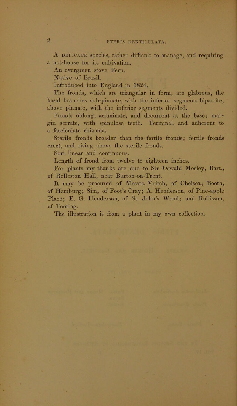PTERIS DENTICTJLATA. A delicate species, rather difficult to manage, and requiring a hot-house for its cultivation. An evergreen stove Fern. Native of Brazil. Introduced into England in 1824. The fronds, which are triangular in form, are glabrous, the basal branches sub-pinnate, with the inferior segments bipartite, above pinnate, with the inferior segments divided. Fronds oblong, acuminate, and decurrent at the base; mar- gin serrate, with spinulose teeth. Terminal, and adherent to a fasciculate rhizoma. Sterile fronds broader than the fertile fronds; fertile fronds erect, and rising above the sterile fronds. Sori linear and continuous. Length of frond from twelve to eighteen inches. For plants my thanks are due to Sir Oswald Mosley, Bart., of Rolleston Hall, near Burton-on-Trent. It may be procured of Messrs. Veitch, of Chelsea; Booth, of Hamburg; Sim, of Foot’s Cray; A. Henderson, of Pine-apple Place; E. G. Henderson, of St. John’s Wood; and Rollisson, of Tooting. The illustration is from a plant in my own collection.