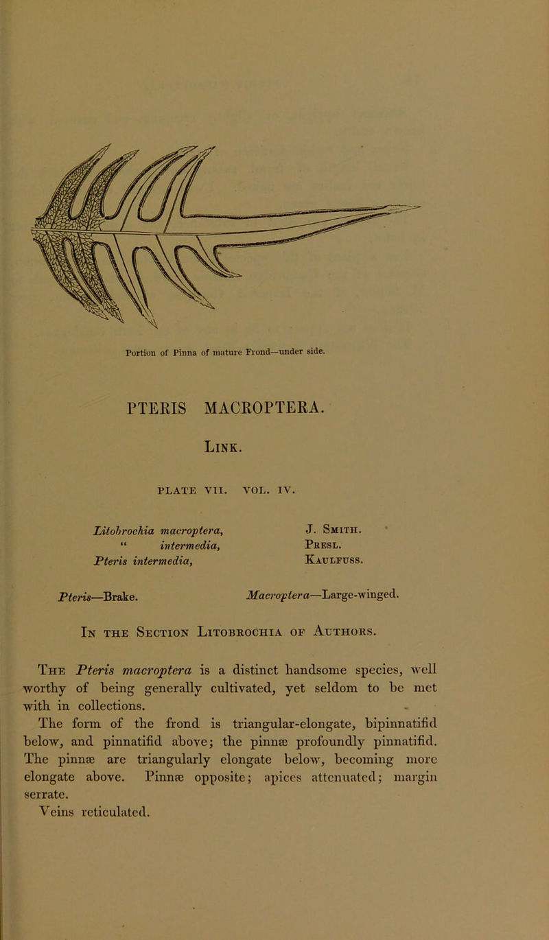 PTERIS MACROPTERA. Link. PLATE VII. VOL. IV. Litobrocliia macroptera, J. Smith. “ intermedia, Phesl. Pteris intermedia, Kaulfuss. Pteris—Brake. Macroptera—Large-winged. In the Section Litobrochia of Authors. The Pteris macroptera is a distinct handsome species, well worthy of being generally cultivated, yet seldom to be met with in collections. The form of the frond is triangular-elongate, bipinnatifid below, and pinnatifid above; the pinna: profoundly pinnatifid. The pinnae are triangularly elongate below, becoming more elongate above. Pinnae opposite; apices attenuated; margin serrate. Veins reticulated.