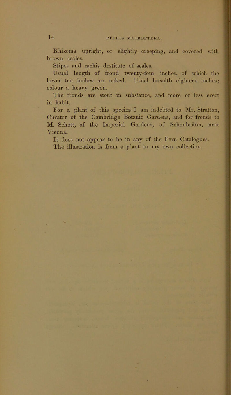 14 Bhizoma upright, or slightly creeping, and covered with brown scales. Stipes and rachis destitute of scales. Usual length of frond twenty-four inches, of which the lower ten inches are naked. Usual breadth eighteen inches; colour a heavy green. The fronds are stout in substance, and more or less erect in habit. For a plant of this species I am indebted to Mr. Stratton, Curator of the Cambridge Botanic Gardens, and for fronds to M. Schott, of the Imperial Gardens, of Schonbriinn, near Vienna. It does not appear to be in any of the Fern Catalogues. The illustration is from a plant in my own collection.