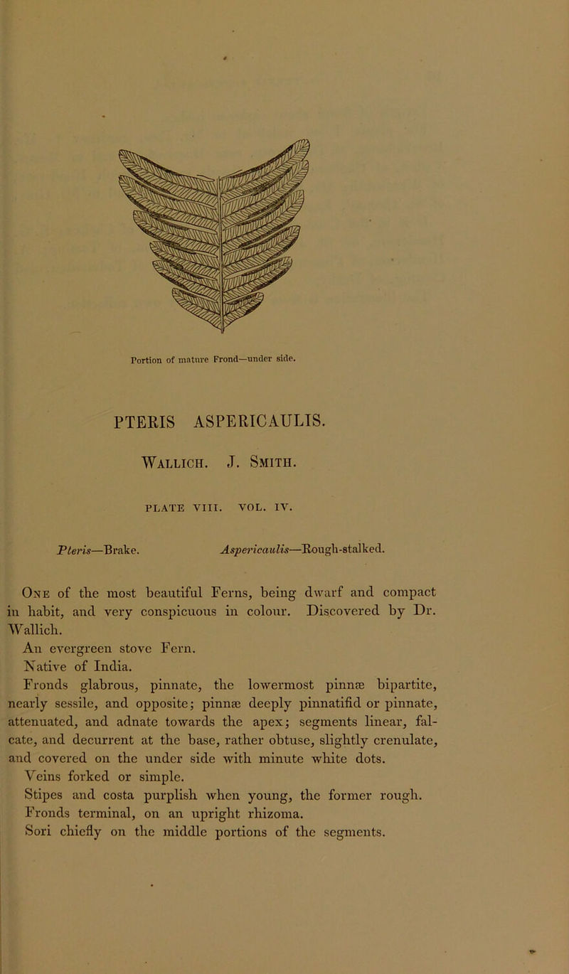 PTERIS ASPERICAULIS. Wallich. J. Smith. PLATE VIII. VOL. IV. Pteris—Brake. Aspericaulis—Bough-stalked. One of the most beautiful Ferns, being dwarf and compact in habit, and very conspicuous in colour. Discovered by Dr. Wallich. An evergreen stove Fern. Native of India. Fronds glabrous, pinnate, the lowermost pinna; bipartite, nearly sessile, and opposite; pinnai deeply pinnatifid or pinnate, attenuated, and adnate towards the apex; segments linear, fal- cate, and decurrent at the base, rather obtuse, slightly crenulate, and covered on the under side with minute white dots. Veins forked or simple. Stipes and costa purplish when young, the former rough. Fronds terminal, on an upright rhizoma. Sori chiefly on the middle portions of the segments.