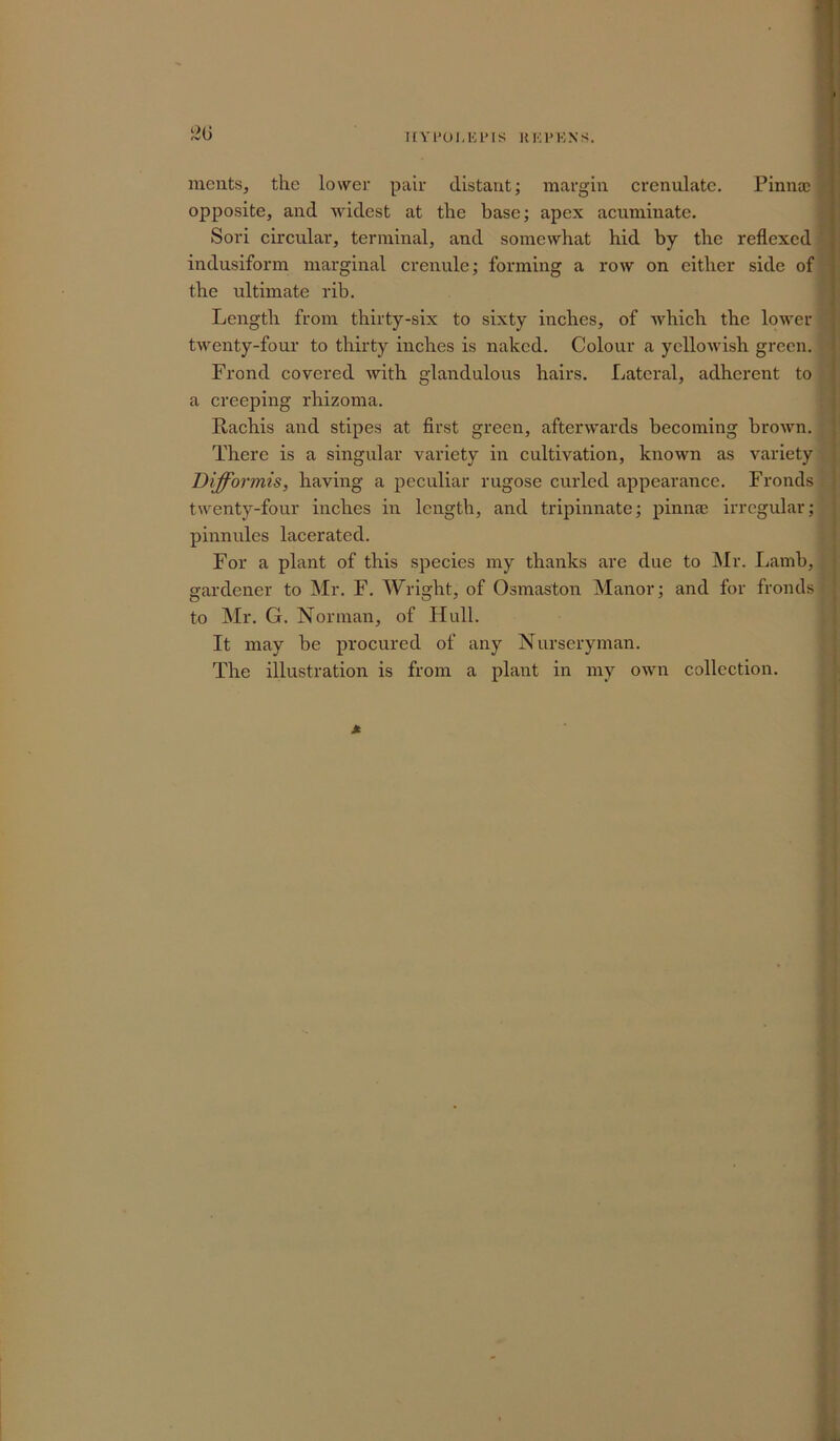 IIYPOl.liPIS RKPKNS. l2G nients, the lower pair distant; margin crenulate. Pinna; opposite, and widest at the base; apex acuminate. Sori circular, terminal, and somewhat hid by the reflexed indusiform marginal crenule; forming a row on either side of the ultimate rib. Length from thirty-six to sixty inches, of which the lower twenty-four to thirty inches is naked. Colour a yellowish green. Frond covered with glandulous hairs. Lateral, adherent to a creeping rhizoma. Rachis and stipes at first green, afterwards becoming brown. There is a singular variety in cultivation, known as variety Difformis, having a peculiar rugose curled appearance. Fronds twenty-four inches in length, and tripinnate; pinna; irregular; pinnules lacerated. For a plant of this species my thanks are due to Mr. Lamb, gardener to Mr. F. Wright, of Osmaston Manor; and for fronds to Mr. G. Norman, of Hull. It may be procured of any Nurseryman. The illustration is from a plant in my own collection.
