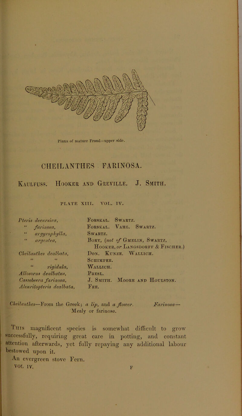 CHEILANTHES FARINOSA. ICaulfuss. Hooker and G-reville. J. Smith. PLATE XIII. VOL. TV. Pier is decursiva, “ farinosa, “ argyrophylla, “ argcntect, Cheilantlies dealbata, (f it “ rigidulci, Allosorus dealbatus, Cassebeera farinosa, Aleuritopterii dealbata, Fobskal. Swartz. Fokskal. Vahl. Swartz. Swartz. Bory, (not of Gjielin, Swartz, Hooker, or Langsdorff & Fisciier.) Don. Kunze. Wallich. ScHIMFEU. Wallich. Presl. J. Smith. Moore and Houlston. Fee. Cheilantlies—From the Greek; a lip, and a flower. Farinosa— Mealy or farinose. J ms magnificent species is somewhat difficult to grow successfully, requiring great care in potting, and constant attention afterwards, yet fully repaying any additional labour bestowed upon it. An evergreen stove Fern. VOL IV. F