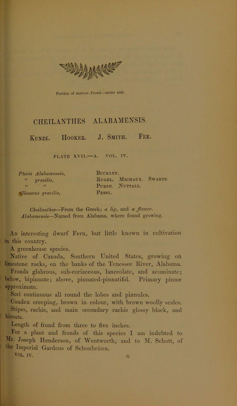 CHEILANTHES ALABAMENSTS. Kunze. Hooker. J. Smith. Fee. PLATE XVII.—A. VOL. IV. Pteris Alabamensis, “ gracilis, it it ^llosorus gracilis, Buckley. Hugel. Michaus. Swartz. Pursti. Nuttall. Presl. Cheilanthes—From the Greek; a lip, and a flower. Alabamensis—Named from Alabama, where found growing. An interesting clwarf Fern, but little known in cultivation in this country. A greenhouse species. Native of Canada, Southern United States, growing on limestone rocks, on the banks of the Tenessee River, Alabama. Fronds glabrous, sub-coriaceous, lanceolate, and acuminate; below, bipinnate; above, pinnated-pinnatifid. Primary pinna? approximate. Sori continuous all round the lobes and pinnules. Caudcx creeping, brown in colour, with brown woolly scales. Stipes, rachis, and main secondary rachis glossy black, and hirsute. Length of frond from three to five inches. For a plant and fronds of this species I am indebted to Mr. Joseph Henderson, of Wentworth, and to M. Schott, of the Imperial Gardens of Schonbriinn. VOL. IV. u