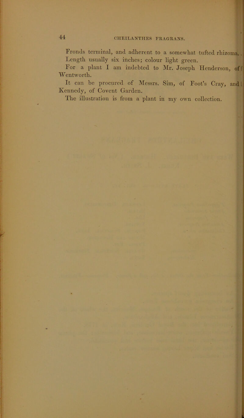 Fronds terminal, and adherent to a somewhat tufted rhizoma. Length usually six inches; colour light green. For a plant I am indebted to Mr. Joseph Henderson, of: Wentworth. It can be procured of Messrs. Sim, of Foot’s Cray, and Kennedy, of Covcnt Garden. The illustration is from a plant in my own collection.