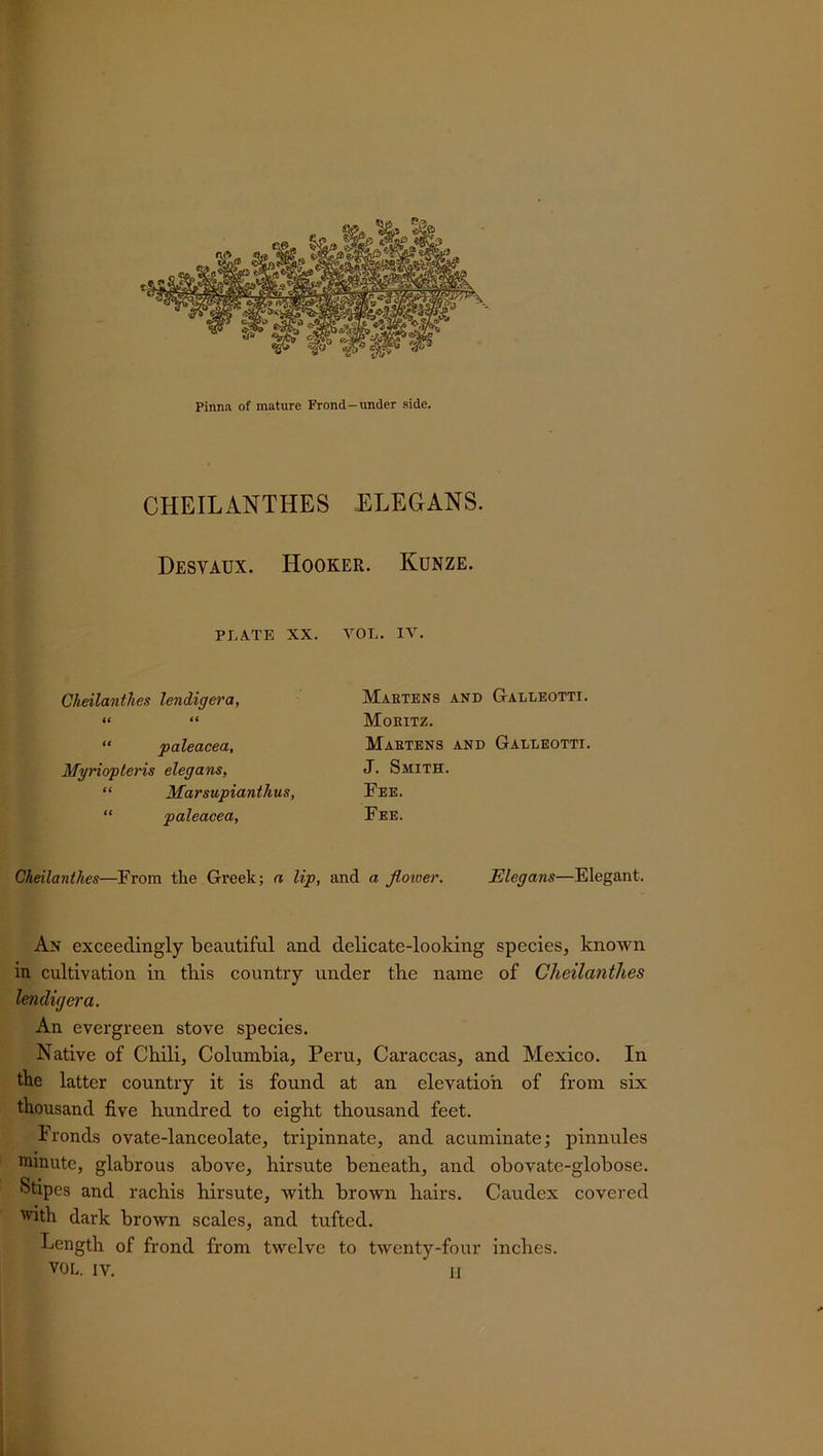 CHEILANTHES ELEGANS. Desvaux. Hooker. Kunze. PLATE XX. Cheilanthes lendigera, it «< “ paleacea. MyriopLeris elegans, “ Marsupianthus, “ paleacea, VOL. IV. Martens and Galleotti. Moritz. Martens and Galleotti. J. Smith. Fee. Fee. Cheilanthes—From the Greek; a Up, and a flower. Elegans—Elegant. An exceedingly beautiful and delicate-looking species, known in cultivation in this country under the name of Cheilanthes lendigera. An evergreen stove species. Native of Chili, Columbia, Peru, Caraccas, and Mexico. In the latter country it is found at an elevation of from six thousand five hundred to eight thousand feet. Fronds ovate-lanceolate, tripinnate, and acuminate; pinnules minute, glabrous above, hirsute beneath, and obovate-globose. Stipes and rachis hirsute, with brown hairs. Caudex covered with dark brown scales, and tufted. Length of frond from twelve to twenty-four inches. VOL. iv. h