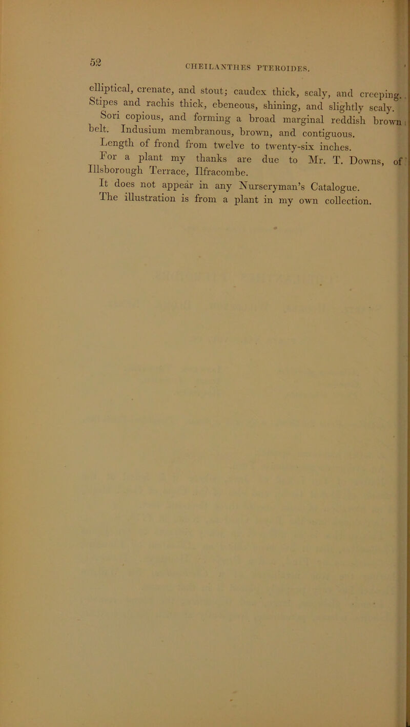 ' v CHEILANTHES PTEROIDES. ' elliptical, crenate, and stout; caudcx thick, scaly, and creeping. Stipes and rachis thick, ebeneous, shining, and slightly scaly. Soii copious, and forming a broad marginal reddish brown belt. Indusium membranous, brown, and contiguous. Length of frond from twelve to twenty-six inches. For a plant my thanks are due to Mr. T. Downs, of Illsborough Terrace, Ilfracombe. It does not appear in any Nurseryman’s Catalogue.