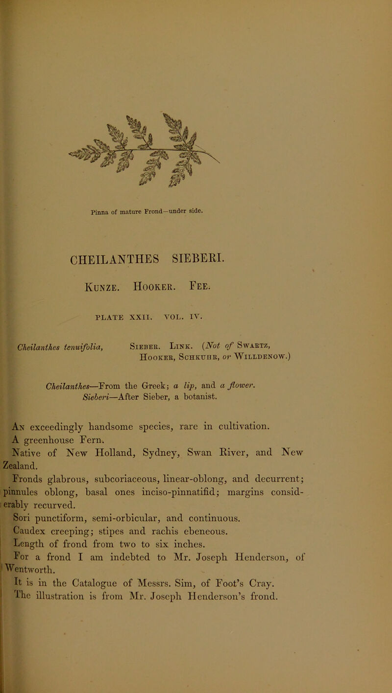 CHEILANTHES SIEBERI. Kunze. Hooker. Fee. PLATE XXII. VOL. IV. Cheilanthes tenuifolia, Siebek. Link. (Not of Swartz, Hooker, Schkuhr, or Willdenow.) Cheilanthes—From the Greek; a lip, and a flower. Sieberi—After Sieber, a botanist. Ax exceedingly handsome species, rare in cultivation. A greenhouse Fern. Native of New Holland, Sydney, Swan River, and New Zealand. Fronds glabrous, subcoriaceous, linear-oblong, and decurrent; pinnules oblong, basal ones inciso-pinnatifid; margins consid- erably recurved. Sori punctiform, semi-orbicular, and continuous. Caudex creeping; stipes and rachis ebencous. Length of frond from two to six inches. For a frond I am indebted to Mr. Joseph Henderson, of Wentworth. It is in the Catalogue of Messrs. Sim, of Foot’s Cray. The illustration is from Mr. Joseph Henderson’s frond.