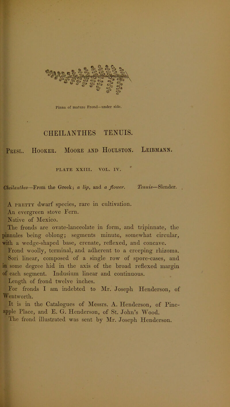 CHEILANTHES TENUIS. Presl. Hooker. Moore and Houlston. Leibmann. PLATE XXIII. VOL. IV. Cheilanthes—From the Greek; a lip, and a flower. Tenuis—Slender. A pretty dwarf species, rare in cultivation. An evergreen stove Fern. Native of Mexico. The fronds are ovate-lanceolate in form, and tripinnate, the pinnules being oblong; segments minute, somewhat circular, with a wedge-shaped base, crenate, reflexed, and concave. Frond woolly, terminal, and adherent to a creeping rhizoma. Sori linear, composed of a single row of spore-cases, and in some degree hid in the axis of the broad reflexed margin of each segment. Indusium linear and continuous. Length of frond twelve inches. For fronds I am indebted to Mr. Joseph Henderson, of Wentworth. It is in the Catalogues of Messrs. A. Henderson, of Pine- apple Place, and E. G. Henderson, of St. John’s Wood. The frond illustrated was sent by Mr. Joseph Henderson.