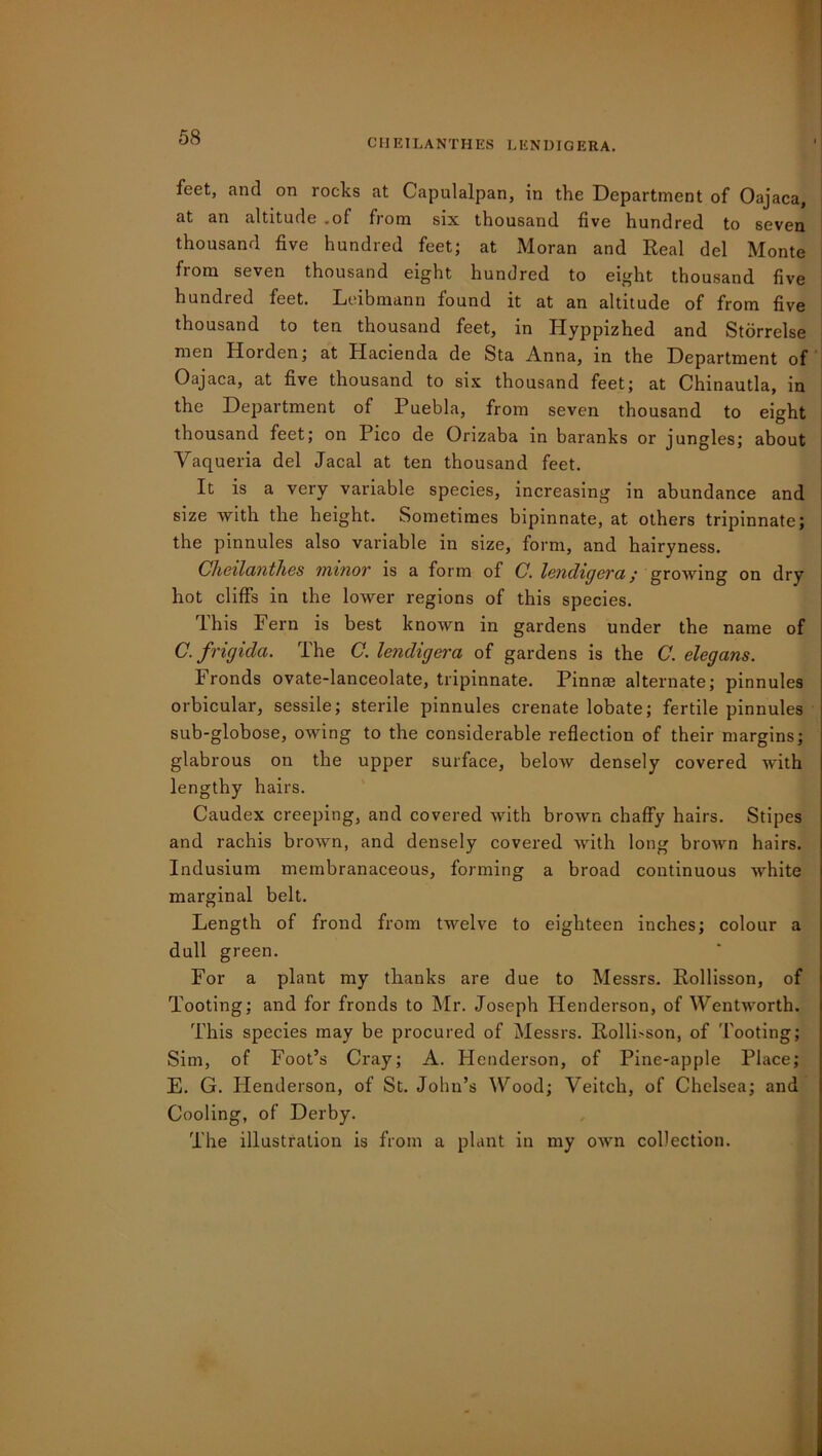 58 CHEILANTHES LENDIGERA. feet, and on rocks at Capulalpan, in the Department of Oajaca, at an altitude .of fiom six thousand five hundred to seven thousand five hundred feet; at Moran and Real del Monte from seven thousand eight hundred to eight thousand five bundled feet. Leibmann found it at an altitude of from five thousand to ten thousand feet, in Hyppizhed and Storrelse men Horden; at Hacienda de Sta Anna, in the Department of Oajaca, at five thousand to six thousand feet; at Chinautla, in the Department of Puebla, from seven thousand to eight thousand feet; on Pico de Orizaba in baranks or jungles; about Yaqueria del Jacal at ten thousand feet. It is a very variable species, increasing in abundance and size with the height. Sometimes bipinnate, at others tripinnate; the pinnules also variable in size, form, and hairyness. Cheilanthes minov is a form of C. Ivncligcvci / growing on dry hot cliffs in the lower regions of this species. This Fern is best known in gardens under the name of C.frigida. The C. lendigera of gardens is the C. elegans. Fronds ovate-lanceolate, tripinnate. Pinna? alternate; pinnules orbicular, sessile; sterile pinnules crenate lobate; fertile pinnules sub-globose, owing to the considerable reflection of their margins; glabrous on the upper surface, below densely covered with lengthy hairs. Caudex creeping, and covered with brown chaffy hairs. Stipes and rachis brown, and densely covered with long brown hairs. Indusium membranaceous, forming a broad continuous white marginal belt. Length of frond from twelve to eighteen inches; colour a dull green. For a plant my thanks are due to Messrs. Rollisson, of Tooting; and for fronds to Mr. Joseph Henderson, of Wentworth. This species may be procured of Messrs. Rolli>son, of Tooting; Sim, of Foot’s Cray; A. Henderson, of Pine-apple Place; E. G. Henderson, of St. John’s Wood; Veitch, of Chelsea; and Cooling, of Derby. The illustration is from a plant in my own collection.