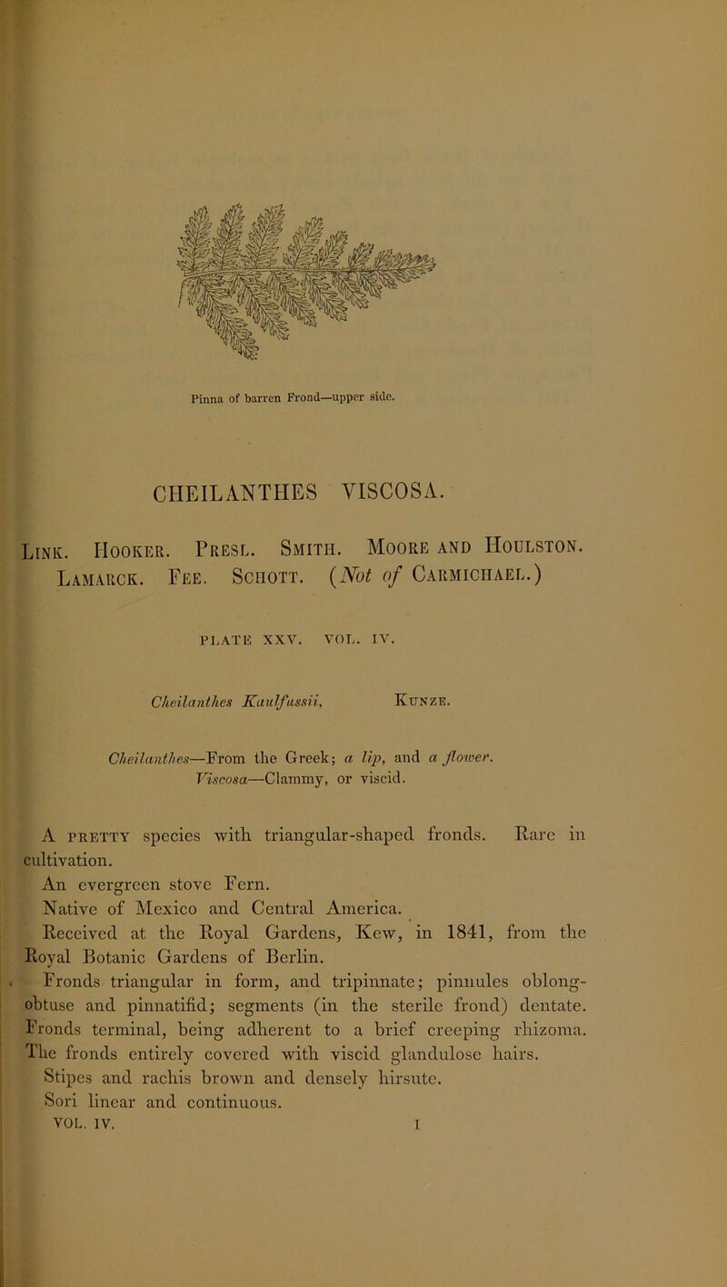 CHEILANTHES YISCOSA. Link. Hooker. Presl. Smith. Moore and Houlston. Lamarck. Fee. Schott. (Not of Carmichael.) PLATE XXV. VOL. IV. Cheilanthes Kaulfussii, Kunze. Cheilanthes—From the Greek; a Up, and a flower. Viscosa—Clammy, or viscid. A pretty species with triangular-shaped fronds. Rare in cultivation. An evergreen stove Fern. Native of Mexico and Central America. Received at the Royal Gardens, Kew, in 1841, from the Royal Botanic Gardens of Berlin. Fronds triangular in form, and tripinnate; pinnules oblong- obtuse and pinnatifid; segments (in the sterile frond) dentate. Fronds terminal, being adherent to a brief creeping rhizoma. The fronds entirely covered with viscid glandulose hairs. Stipes and rachis brown and densely hirsute. Sori linear and continuous.