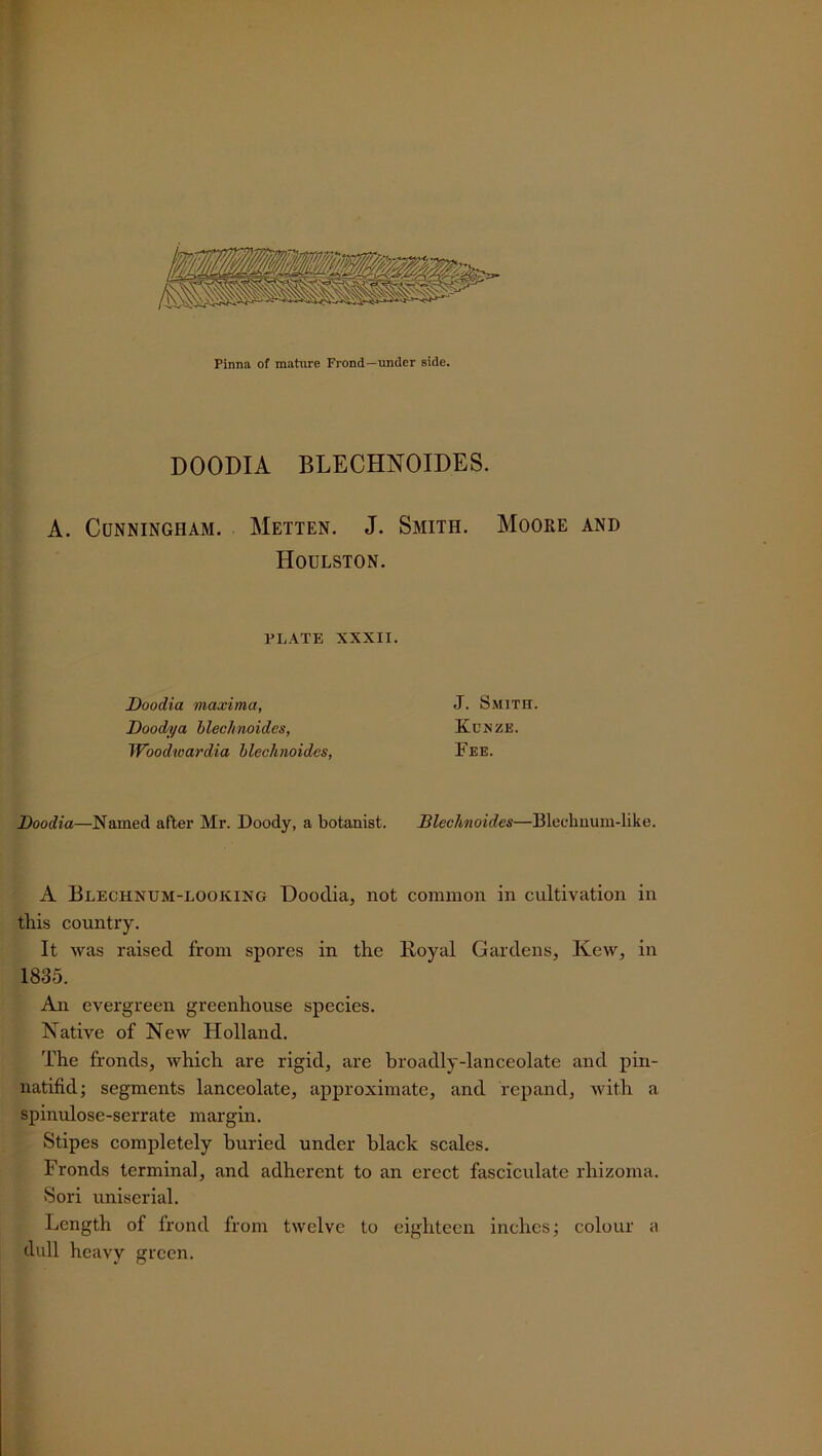 DOODIA BLECHNOIDES. A. Cunningham. Metten. J. Smith. Moore and Houlston. PLATE XXXII. Doodia maxima, J. Smith. Doodya blechnoides, Kunze. Woodioardia blechnoides, Fee. Doodia—Named after Mr. Doody, a botanist. Blechnoides—Blechnum-like. A Blechnum-looking Doodia, not common in cultivation in this country. It was raised from spores in the Royal Gardens, Kew, in 1835. An evergreen greenhouse species. Native of New Holland. The fronds, which are rigid, are broadly-lanceolate and piri- liatifid; segments lanceolate, approximate, and repand, with a spinulose-serrate margin. Stipes completely buried under black scales. Fronds terminal, and adherent to an erect fasciculate rhizoma. Sori uniserial. Length of frond from twelve to eighteen inches; colour a dull heavy green.