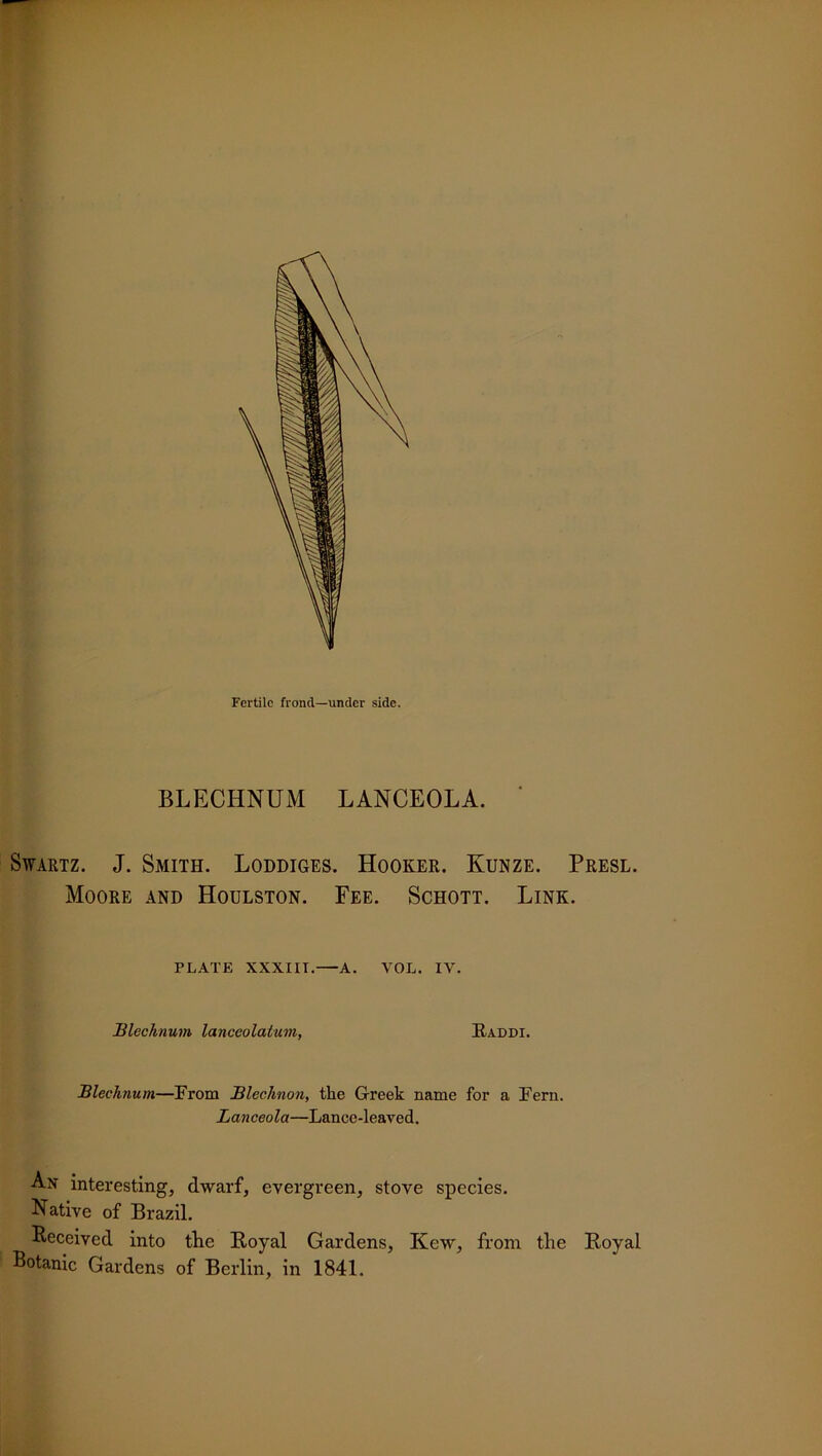 Fertile frond—under side. BLECHNUM LANCEOLA. Swartz. J. Smith. Loddiges. Hooker. Kunze. Presl. Moore and Houlston. Fee. Schott. Link. PLATE XXXIIT. A. VOL. IV. Blechnum lanceolatum, Raddi. Blechnum—From JBlechnon, the Greek name for a Fern. Lanceola—Lance-leaved. An interesting, dwarf, evergreen, stove species. Native of Brazil. Received into the Royal Gardens, Kew, from the Royal Botanic Gardens of Berlin, in 1841.