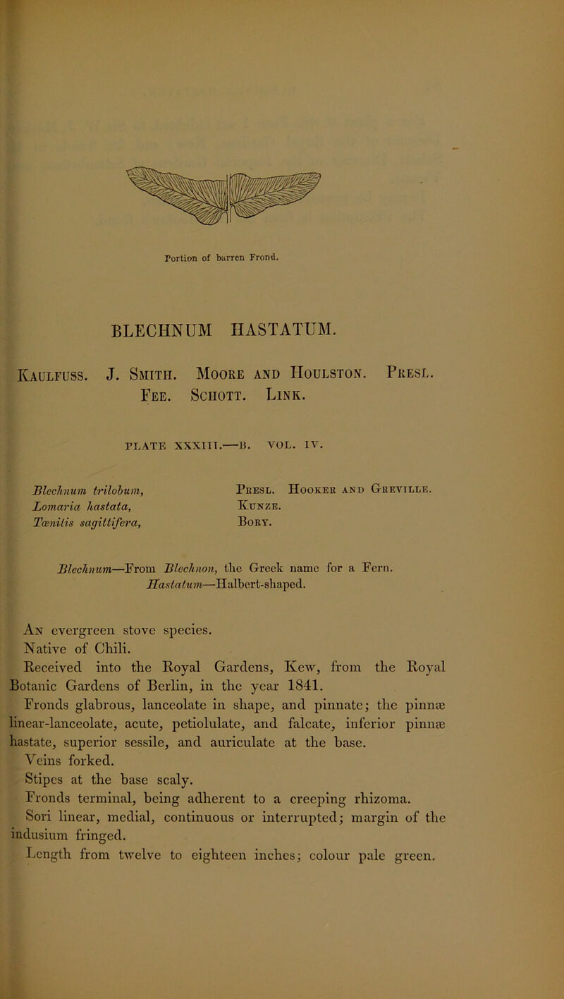 Portion of barren Frond. BLECHNUM HASTATUM. Ivaulfuss. J. Smith. Moore and Houlston. Presl. Fee. Schott. Link. Blechnum—From Blechnon, tlic Greek name for a Fern. Hastatum—Halbert-shaped. An evergreen stove species. Native of Chili. Received into the Royal Gardens, Kew, from the Royal Botanic Gardens of Berlin, in the year 1841. Fronds glabrous, lanceolate in shape, and pinnate; the pinnae linear-lanceolate, acute, petiolulate, and falcate, inferior pinnae hastate, superior sessile, and auriculate at the base. Veins forked. Stipes at the base scaly. Fronds terminal, being adherent to a creeping rhizoma. Sori linear, medial, continuous or interrupted; margin of the indusium fringed. Length from twelve to eighteen inches; colour pale green. PLATE XXXIII. B. VOL. IV. Blechnum trilobum, Lomciria hastata, Tcenilis sagittifera, Presl. Hooker and Greville. Iaunze. Bory.