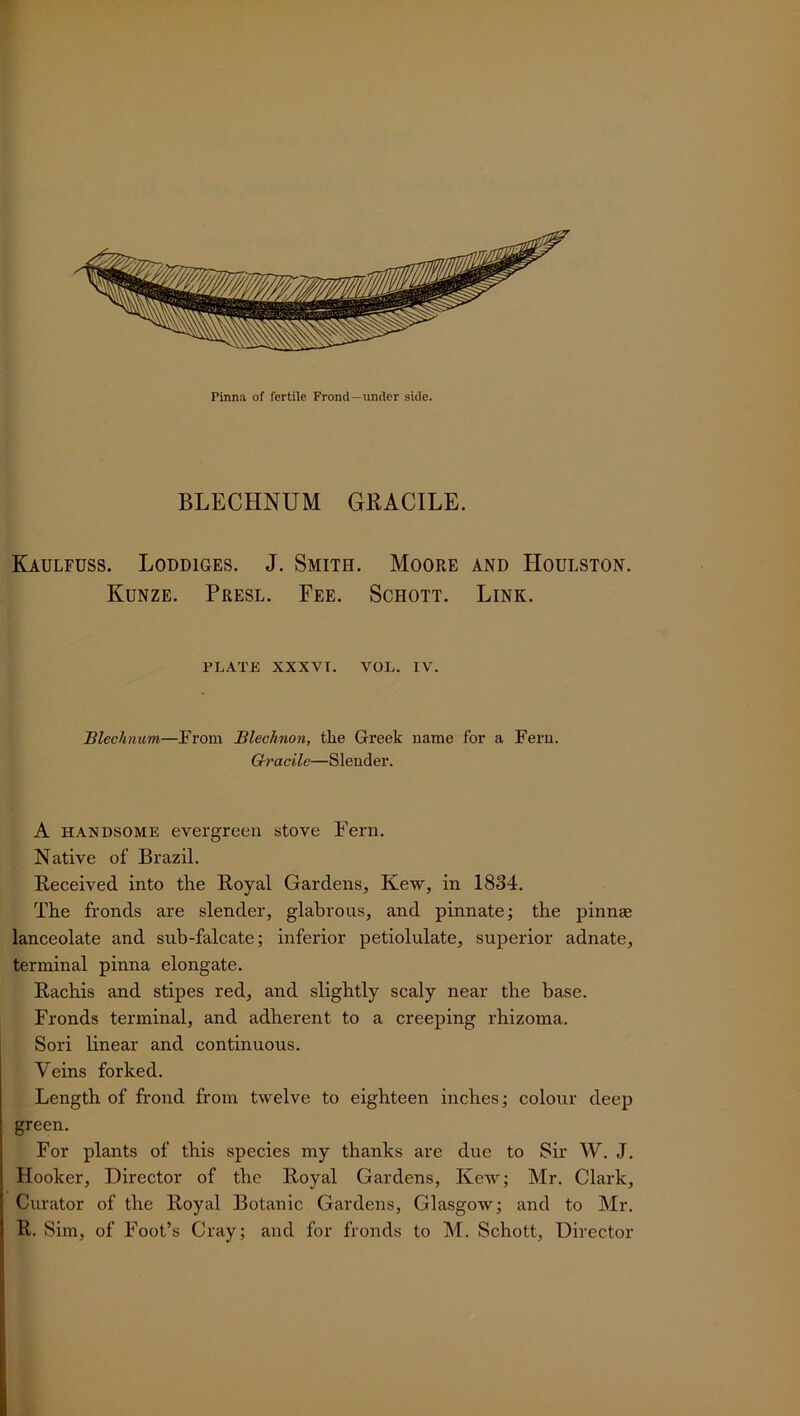 BLECHNUM GRACILE. Kaulfuss. Loddiges. J. Smith. Moore and Houlston. Kunze. Presl. Fee. Schott. Link. PLATE XXXVT. VOL. IV. Blechnum—From Blechnon, the Greek name for a Fern. Gracile—Slender. A handsome evergreen stove Fern. Native of Brazil. Received into the Royal Gardens, Kew, in 1834. The fronds are slender, glabrous, and pinnate; the pinnae lanceolate and sub-falcate; inferior petiolulate, superior adnate, terminal pinna elongate. Rachis and stipes red, and slightly scaly near the base. Fronds terminal, and adherent to a creeping rhizoma. Sori linear and continuous. Veins forked. Length of frond from twelve to eighteen inches; colour deep green. For plants of this species my thanks are due to Sir W. J. Hooker, Director of the Royal Gardens, Kew; Mr. Clark, Curator of the Royal Botanic Gardens, Glasgow; and to Mr. R. Sim, of Foot’s Cray; and for fronds to M. Schott, Director