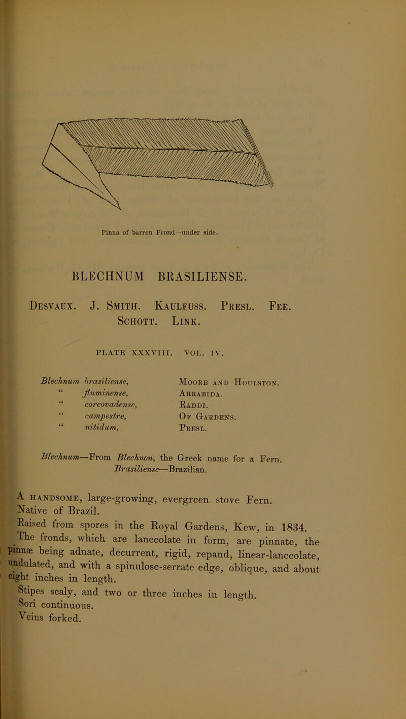 BLECHNUM BRASILIENSE. Desvaux. J. Smith. Kaulfuss. Presl. Fee. Sciiott. Link. PLATE XXXVIII. VOL. IV. Bleehnum brasiliense. Moore and Houlston it fluminense, Arrabida. tf corcovadense. Raddi. it campestre. Of Gardens. it nitidum, Presl. Bleehnum—From Bleohnon, the Greek name for a Fern. Brasiliense—Brazilian. A handsome, large-growing, evergreen stove Fern. Native of Brazil. Raised from spores in the Royal Gardens, Kew, in 1834. . fronds, which are lanceolate in form, are pinnate, the pmnte being adnate, decurrent, rigid, repand, linear-lanceolate, undulated, and with a spinulose-serrate edge, oblique, and about eight inches in length. Stipes scaly, and two or three inches in length. Sori continuous. Veins forked.