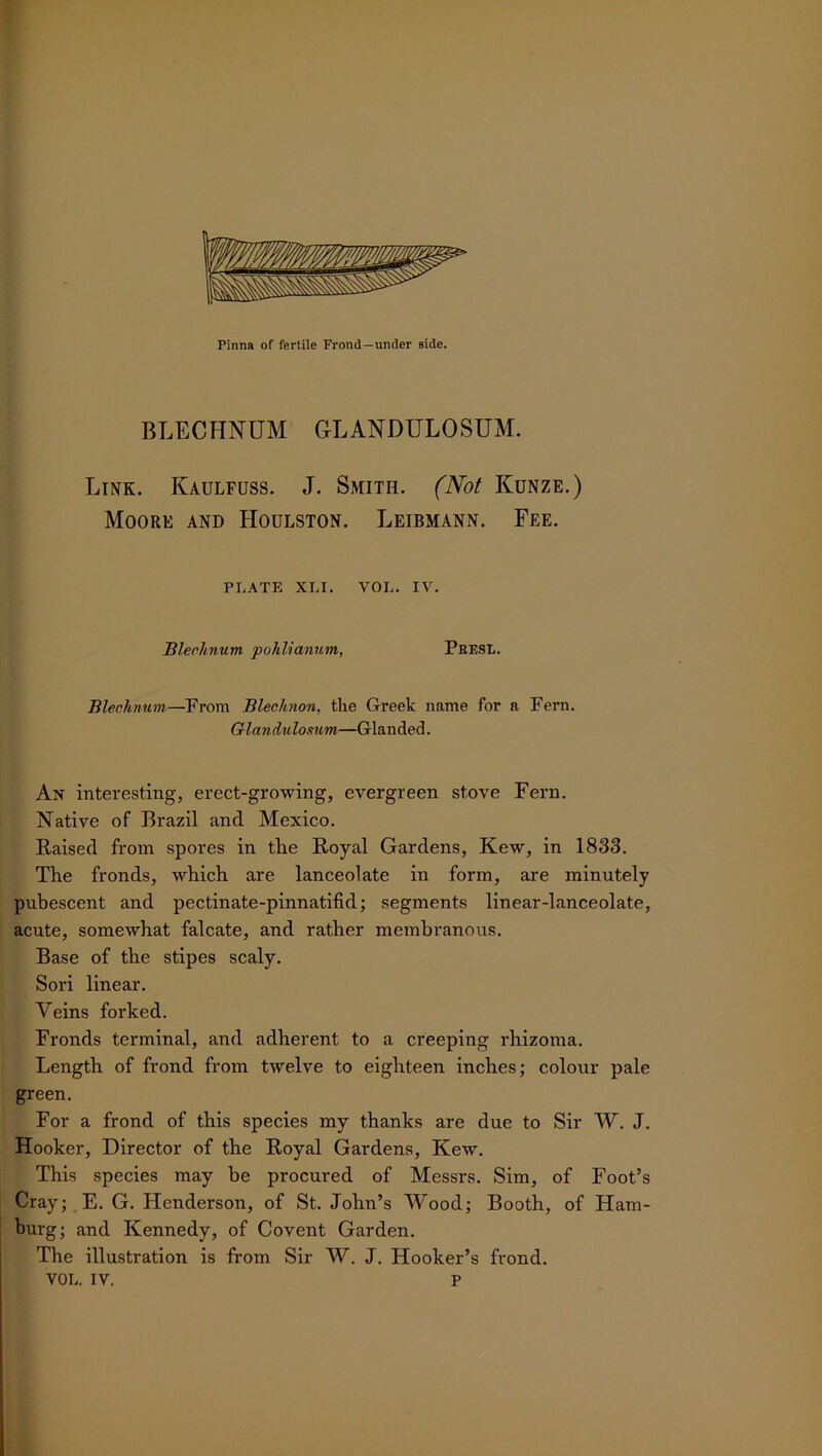 BLECHNUM GLANDULOSUM. Link. Kaulfuss. J. Smith. (Not Kunze.) Moore and Houlston. Leibmann. Fee. PLATE XLI. VOL. IV. Blechnum pohlianum, Peesl. Blechnum—Prom Blechnon, the Greek name for a Fern. Glandulomm—Glanded. An interesting, erect-growing, evergreen stove Fern. Native of Brazil and Mexico. Raised from spores in the Royal Gardens, Kew, in 1833. The fronds, which are lanceolate in form, are minutely pubescent and pectinate-pinnatifid; segments linear-lanceolate, acute, somewhat falcate, and rather membranous. Base of the stipes scaly. Sori linear. Veins forked. Fronds terminal, and adherent to a creeping rhizoma. Length of frond from twelve to eighteen inches; colour pale green. For a frond of this species my thanks are due to Sir W. J. Hooker, Director of the Royal Gardens, Kew. This species may be procured of Messrs. Sim, of Foot’s Cray; E. G. Henderson, of St. John’s Wood; Booth, of Ham- burg; and Kennedy, of Covent Garden. The illustration is from Sir W. J. Hooker’s frond.