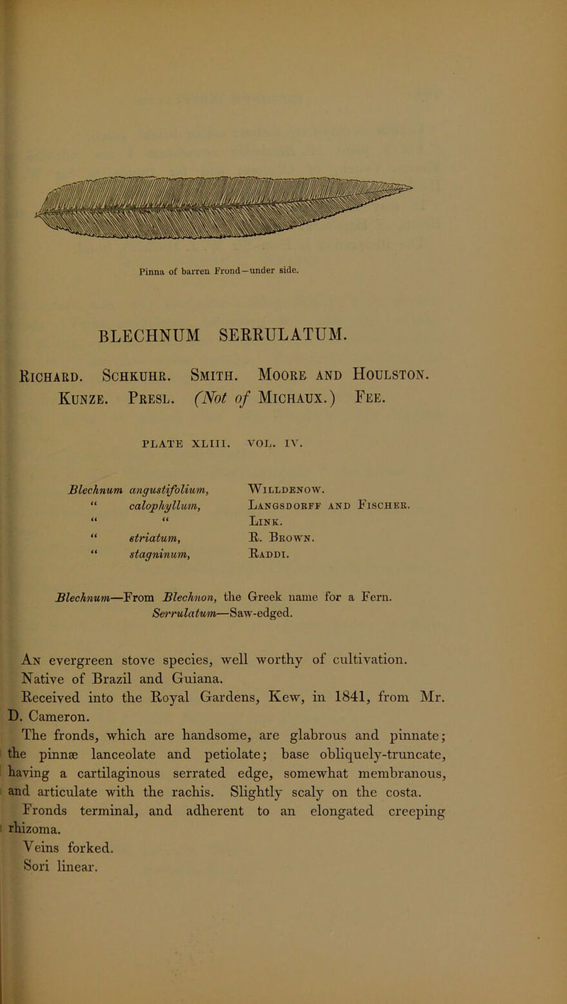 BLECHNUM SERRULATUM. Richard. Schkuhr. Smith. Moore and Houlston. Kunze. Presl. (Not of Michaux.) Fee. Blechnum—From Blechnon, the Greek name for a Fern. jSerrulatum—Saw-edged. An evergreen stove species, well worthy of cultivation. Native of Brazil and Guiana. Received into the Royal Gardens, Kew, in 1841, from Mr. D. Cameron. The fronds, which are handsome, are glabrous and pinnate; the pinnae lanceolate and petiolate; base obliquely-truncate, having a cartilaginous serrated edge, somewhat membranous, and articulate with the rachis. Slightly scaly on the costa. Fronds terminal, and adherent to an elongated creeping rhizoma. Veins forked. Sori linear. PLATE XLIII. VOL. IV. Blechnum angustifolium, “ calophyllum, striatum, stagninum, Willdenow. Langsdorff and Fischer. Link. E. Brown. Raddi.