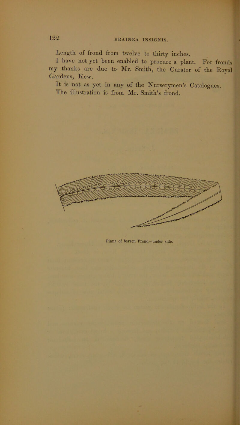 BRAINEA INSIGNIS. Length of frond from twelve to thirty inches. I have not yet been enabled to procure a plant. For fronds my thanks are due to Mr. Smith, the Curator of the Royal Gardens, Kew. It is not as yet in any of the Nurserymen’s Catalogues. The illustration is from Mr. Smith’s frond. Pinna of barren Frond—under side.