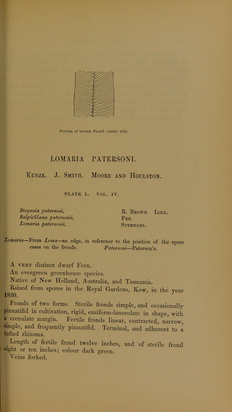 LOMARIA PATERSONI. Kunze. J. Smith. Moore and Houlston. PLATE L. VOL. IV. Stegania patersoni, Salpichleena patersonii, Lomaria patersonii, H. Beown. Link. Fee. Speengel. Lomaria—From Loma—an edge, in reference to the position of the spore cases on the fronds. Patersoni—Paterson’s. A very distinct dwarf Fern. An evergreen greenhouse species. Native of New Holland, Australia, and Tasmania. Raised from spores in the Royal Gardens, Kew, in the vear 1830. J Fronds of two forms. Sterile fronds simple, and occasionally pinnatifid in cultivation, rigid, ensiform-lanceolate in shape, with a crenulate margin. Fertile fronds linear, contracted, narrow, simple, and frequently pinnatifid. Terminal, and adherent to a tufted rhizoma. . of fertile frond twelve inches, and of sterile frond eight or ten inches; colour dark green. Veins forked.