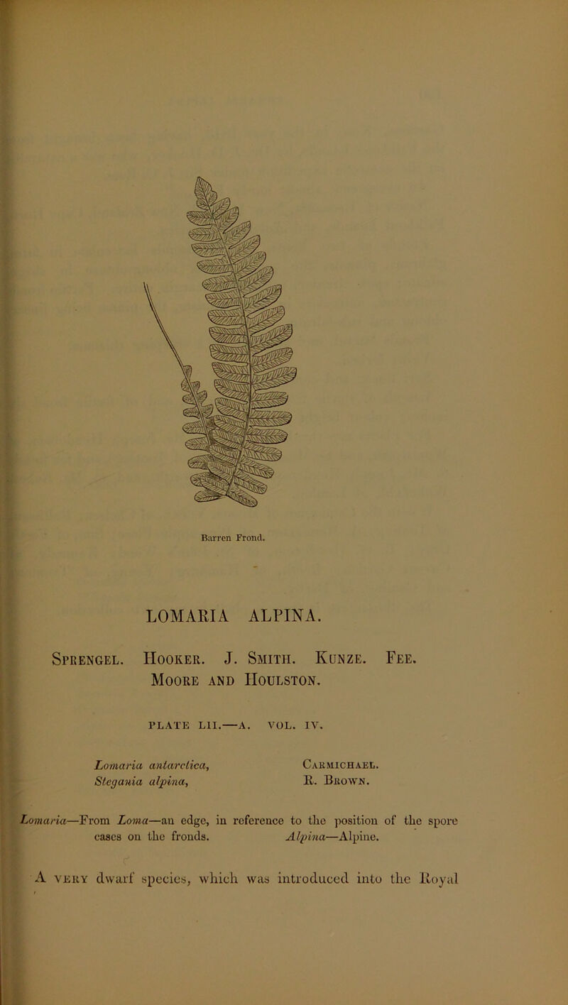 Barren Frond. LOMARIA ALPINA. Sprengel. Hooker. J. Smith. Kunze. Fee. Moore and IIoulston. PLATE L1I. A. VOL. IV. Lomaria anlaretica, Carmichael. Stegauia alpina, It. Brown. Lomaria—From Loma—an edge, in reference to the position of the spore cases on the fronds. Alpina—Alpine. A very dwarf species, which was introduced into the Royal