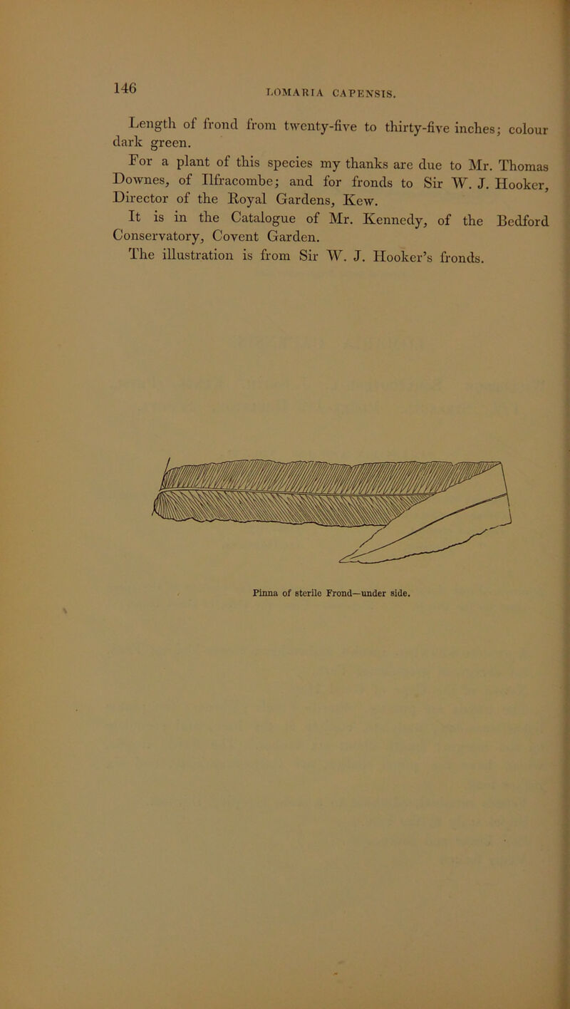 146 LOMARIA CAPENSIS. Length of frond from twenty-five to thirty-five inches; colour dark green. For a plant of this species my thanks are due to Mr. Thomas Downes, of Ilfracombe; and for fronds to Sir W. J. Hooker, Director of the Royal Gardens, Kew. It is in the Catalogue of Mr. Kennedy, of the Bedford Conservatory, Covent Garden. The illustration is from Sir W. J. Hooker’s fronds. Pinna of sterilo Frond—under side.